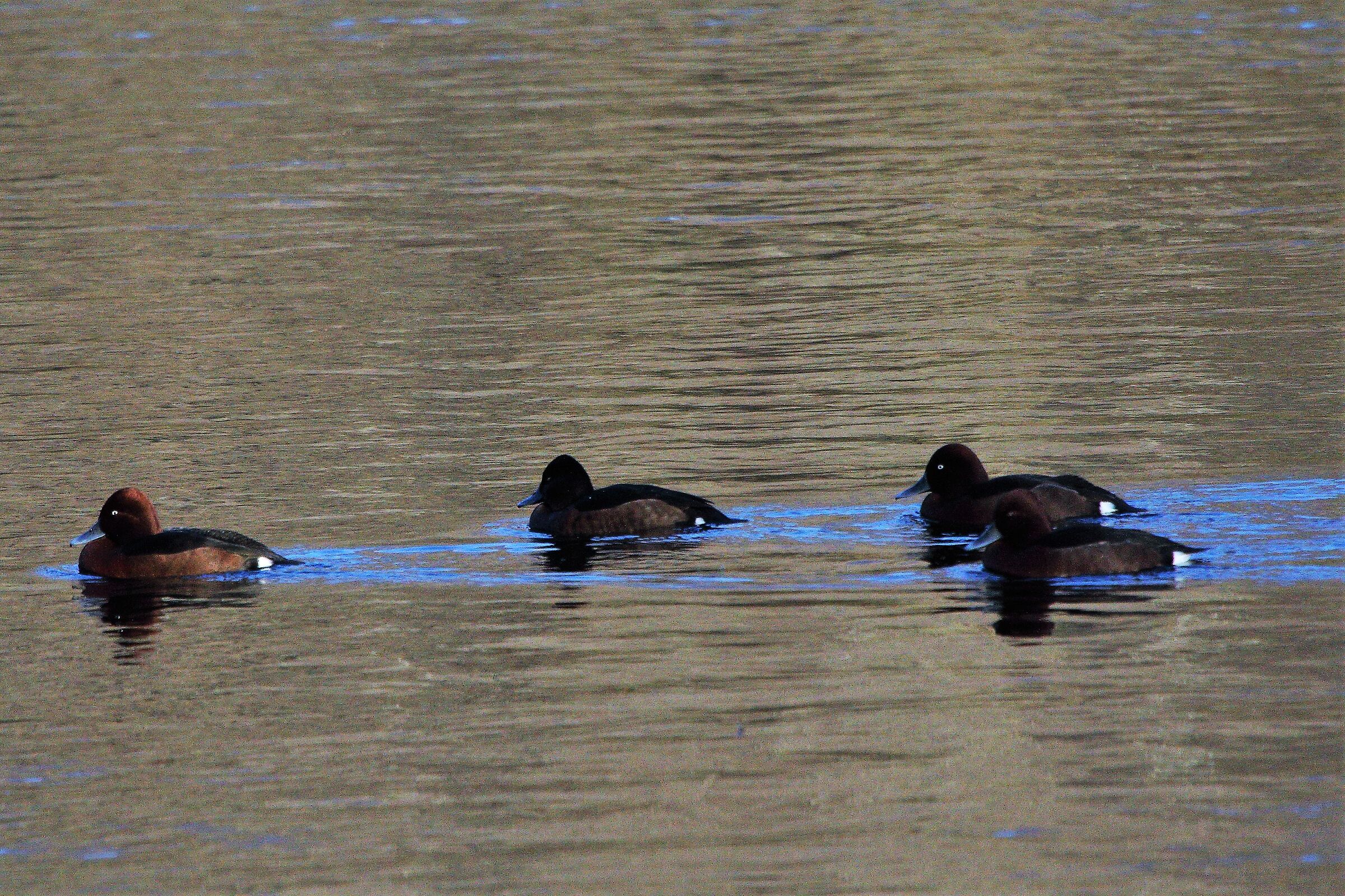 ferruginous duck