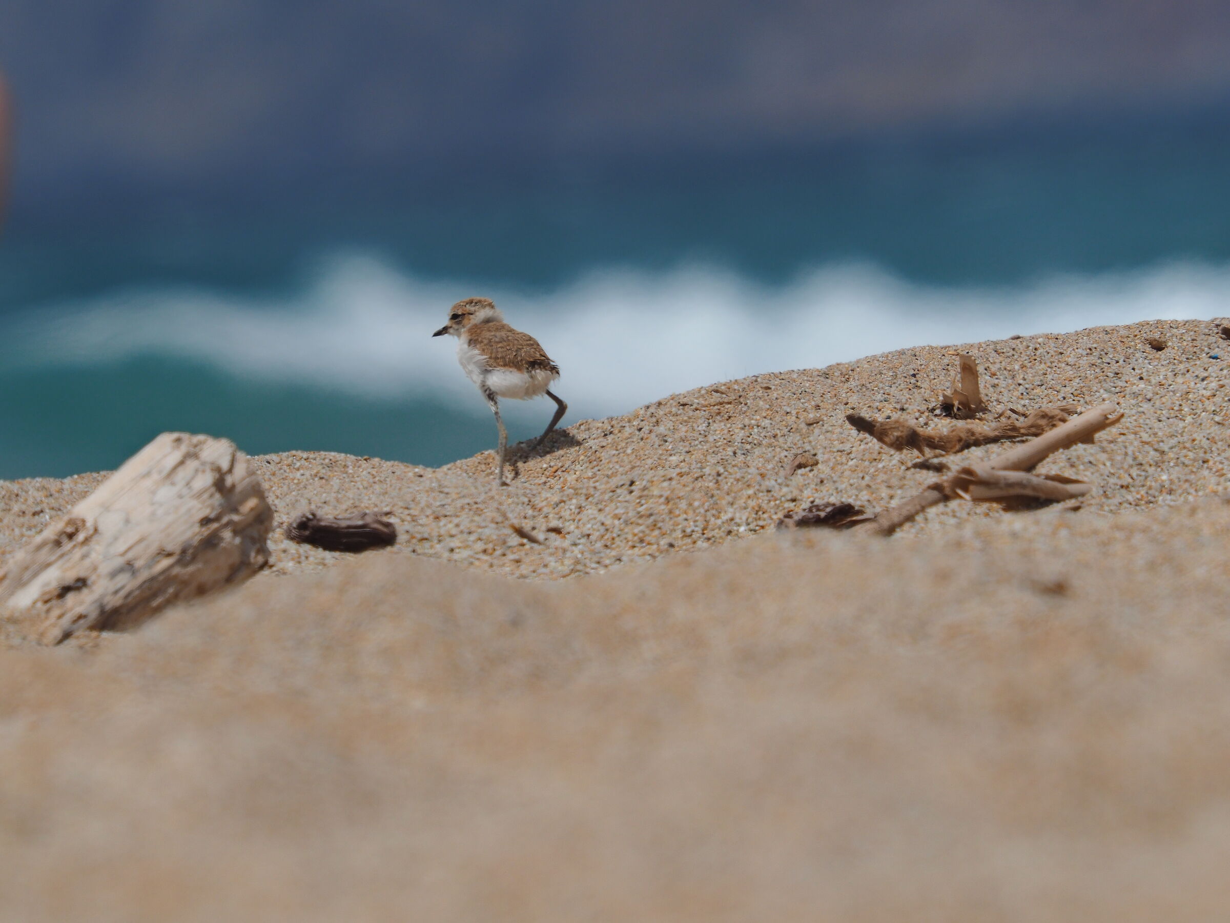 Pullo di fratino eurasiatico