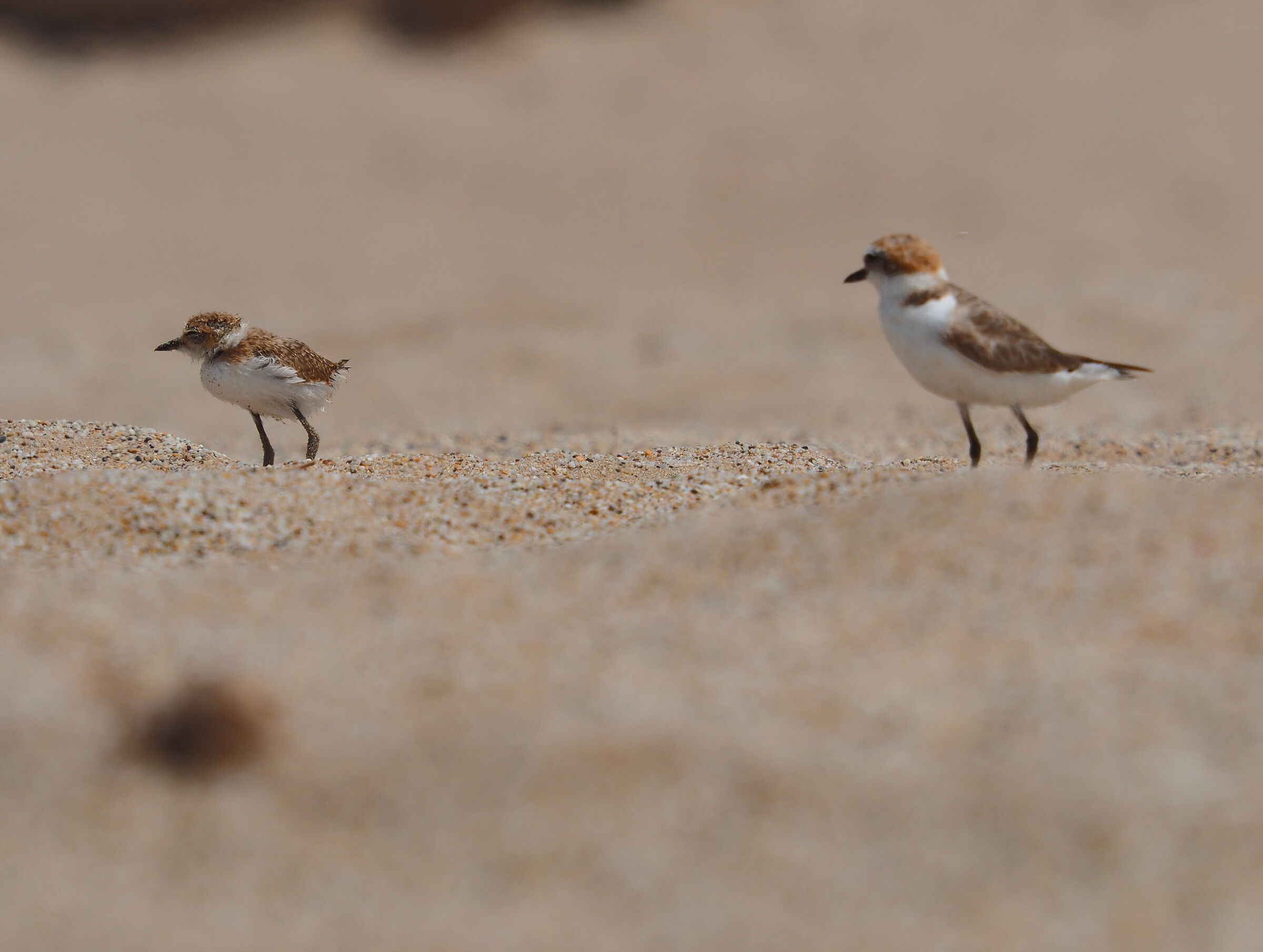 Fratino eurasiatico: genitore e pullo