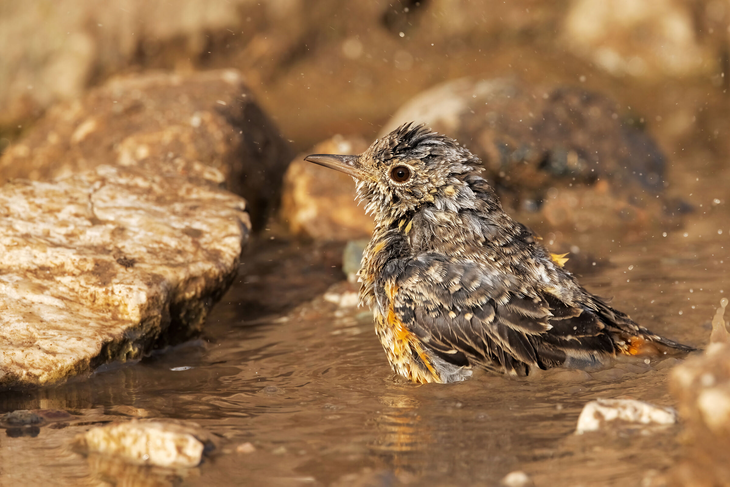 Redstart (Monticola saxatilis)