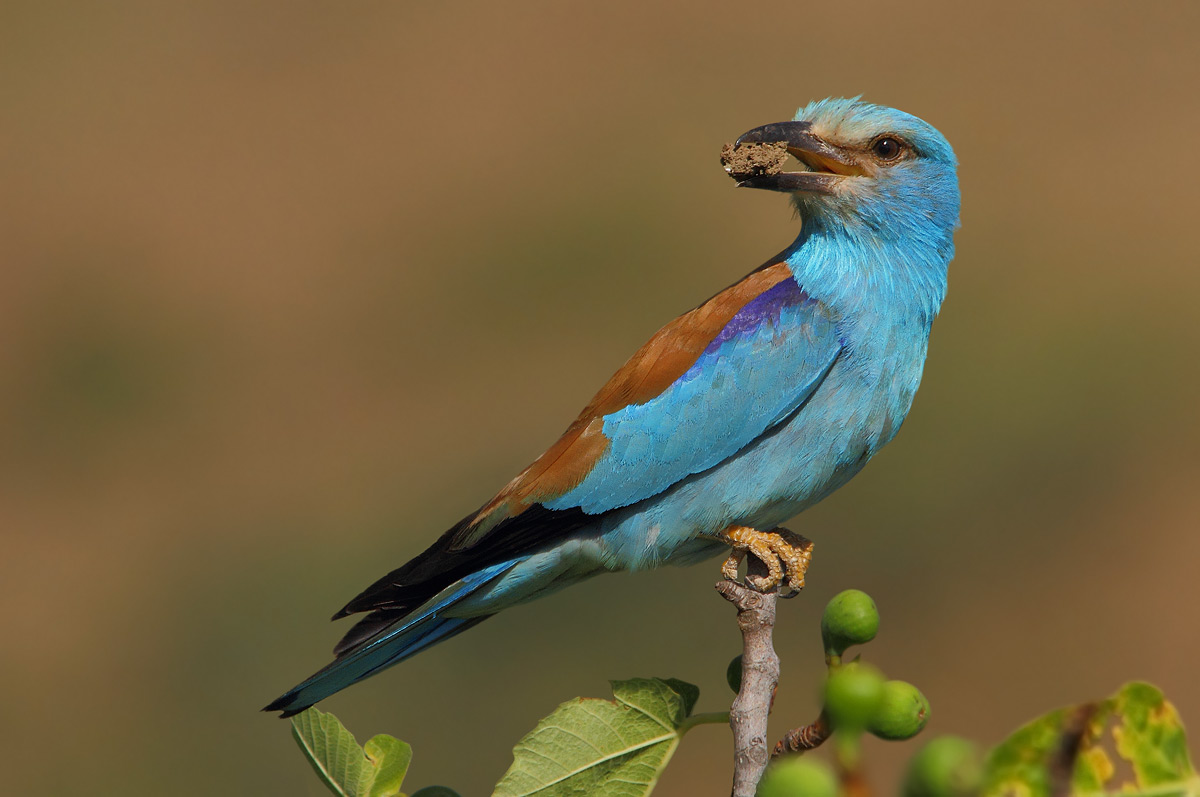 European roller