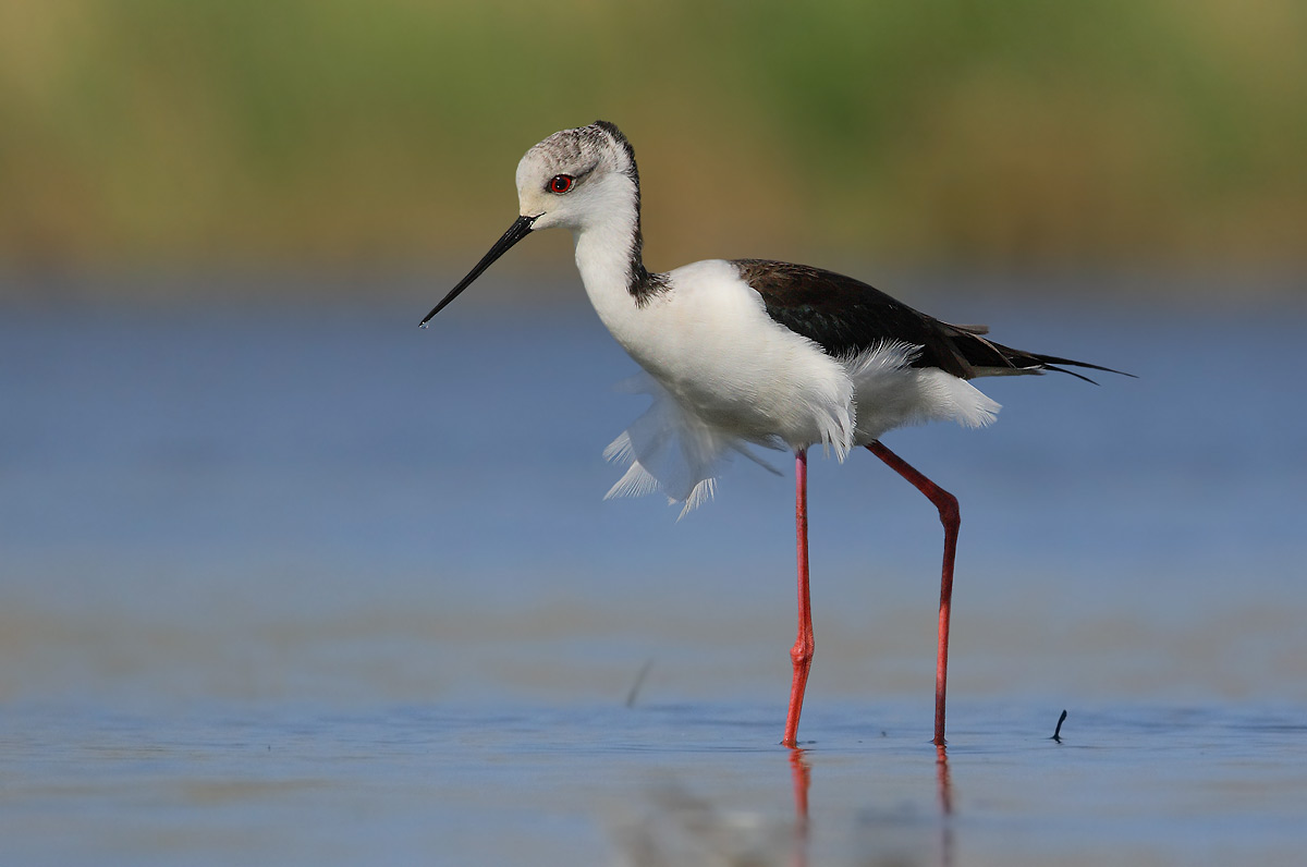 Disheveled by the wind