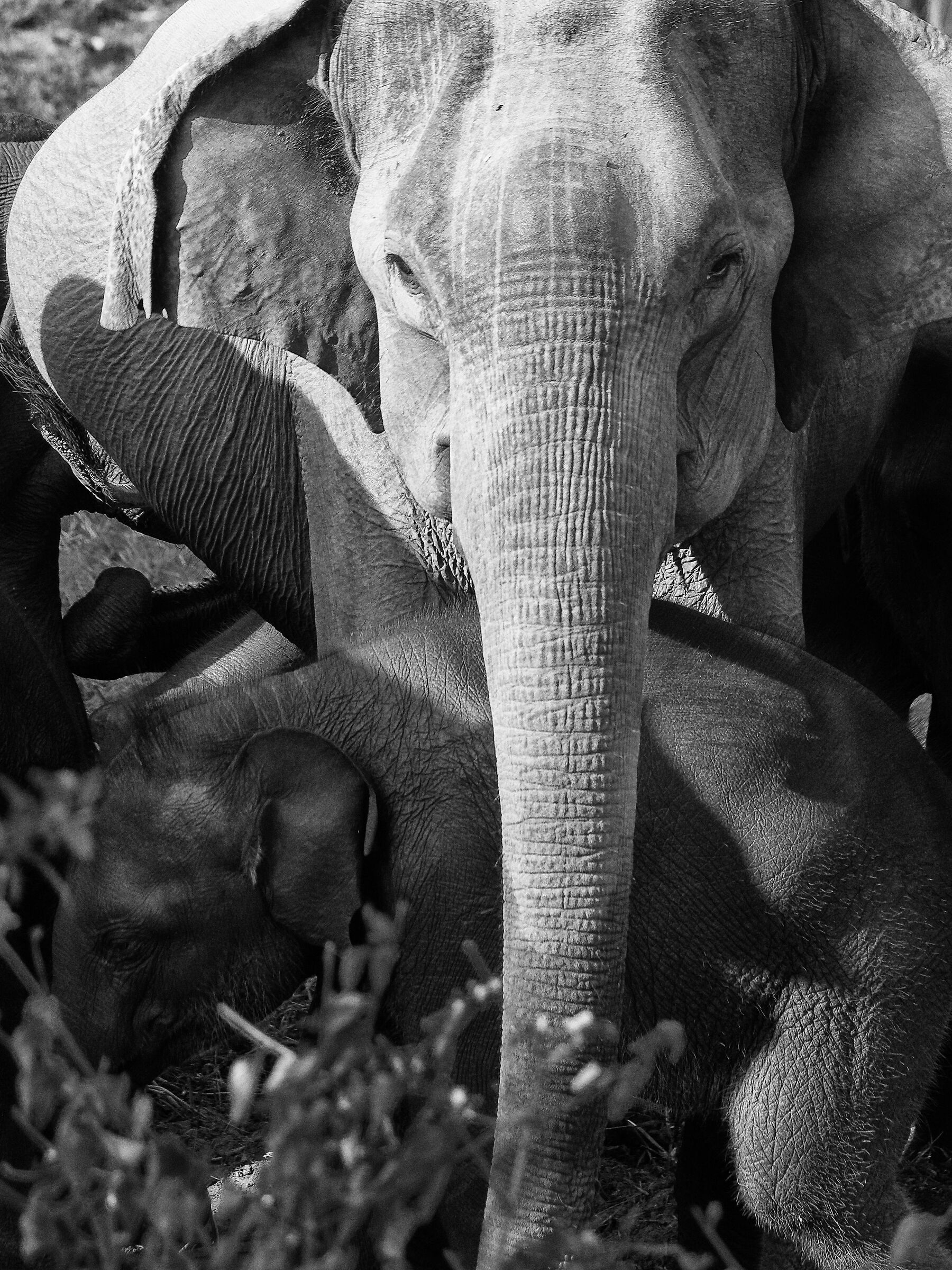 Elefanti dello Sri Lanka