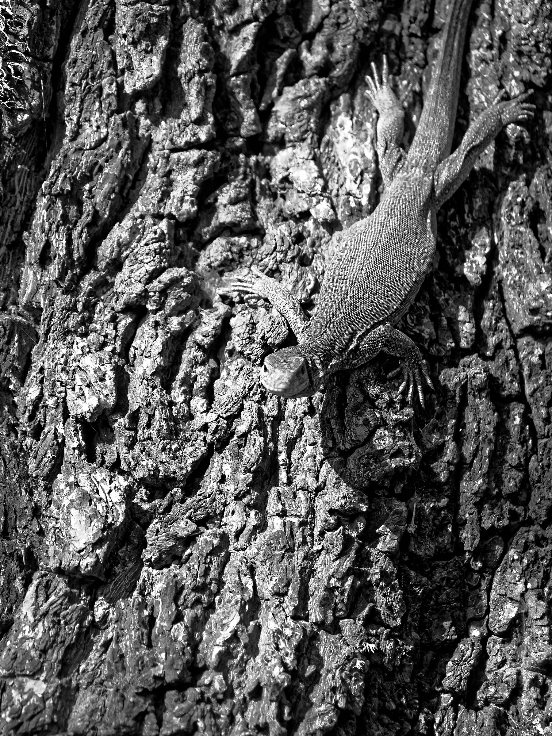 Iguana, Sri Lanka