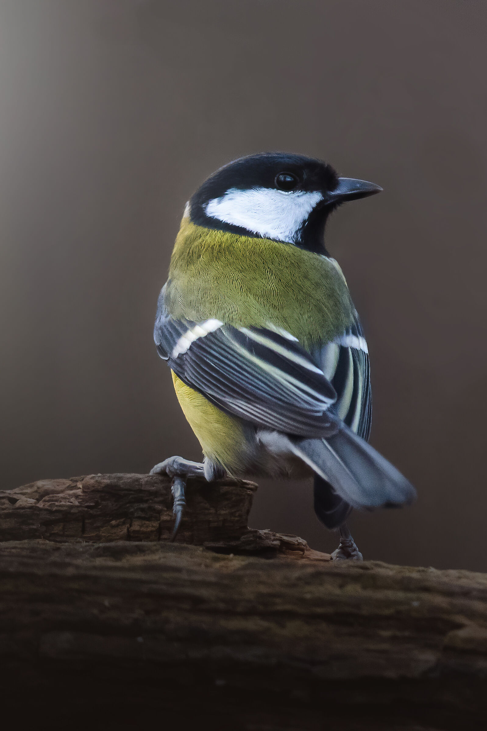 Parus Major