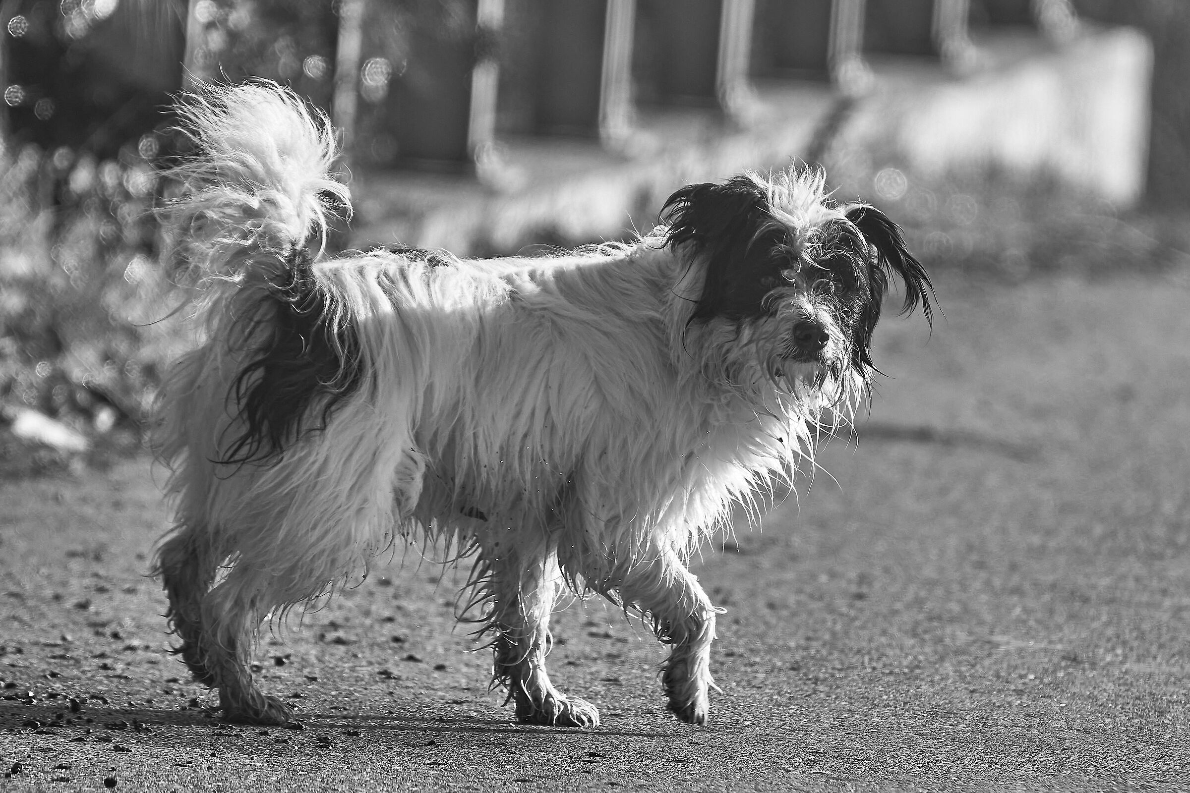 Wanderer but never stray.