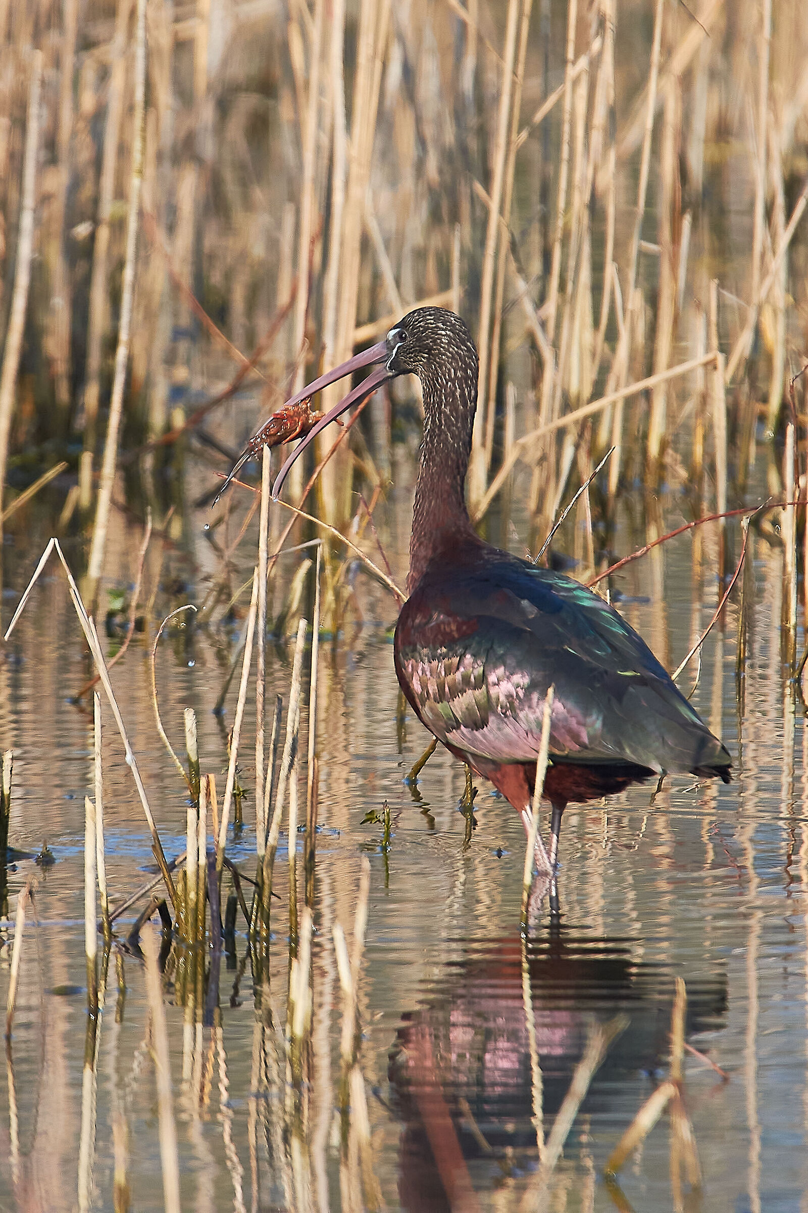 Mignattaio and Gambero rosso 2