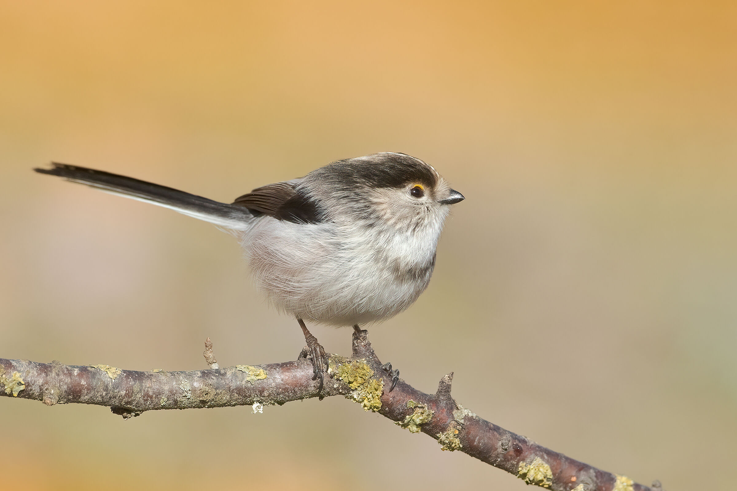 Codibùgnolo (Aegithalos caudatus)