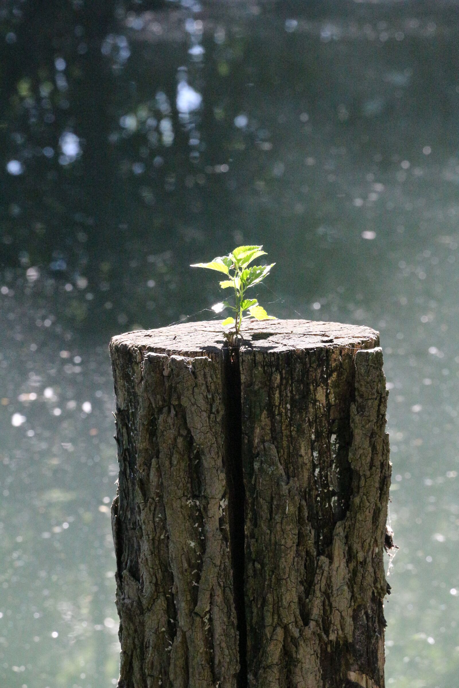 Il cerchio della vita