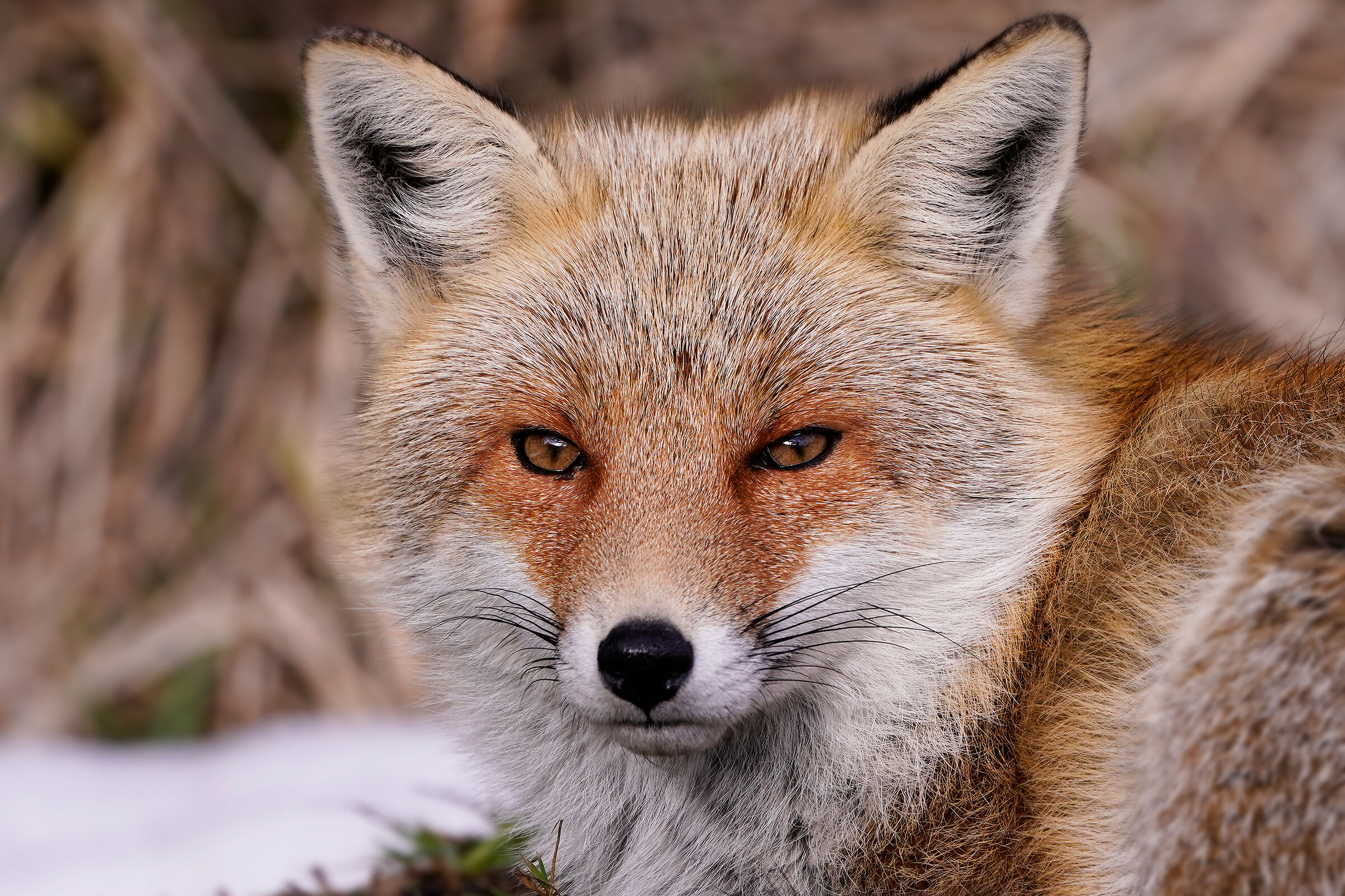 Red fox