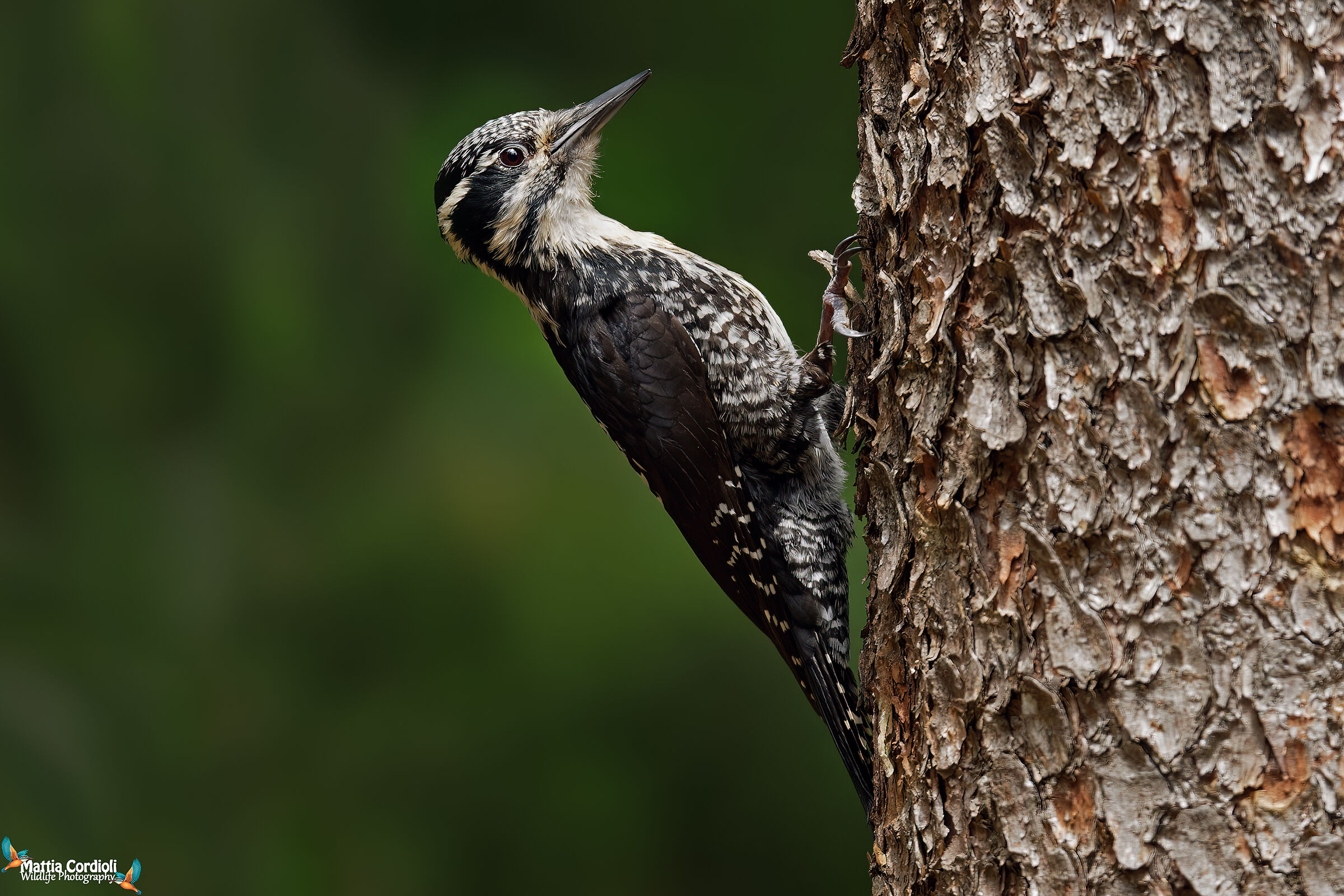 three-toed woodpecker...