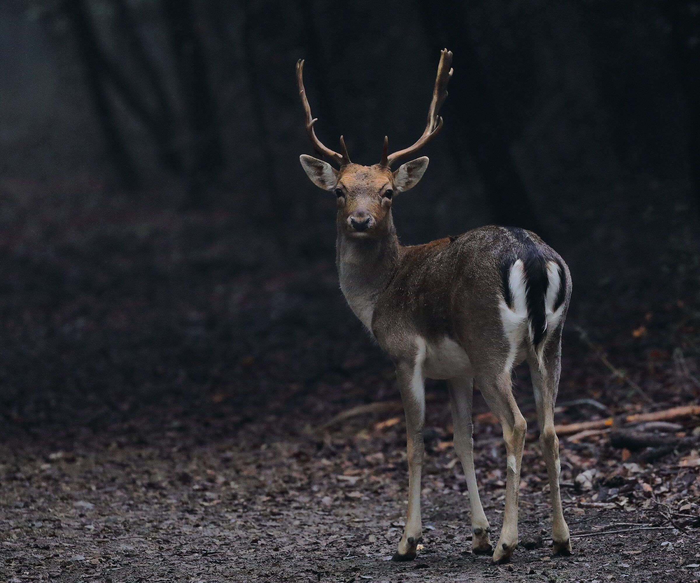 Delta fallow deer. GEO