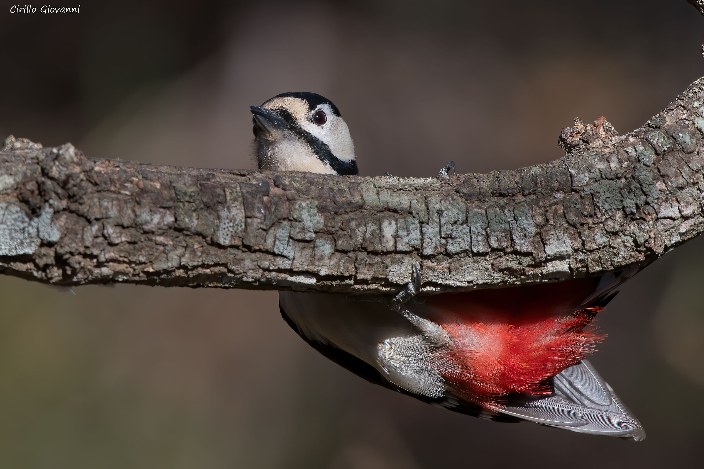 picchio rosso maggiore maschio