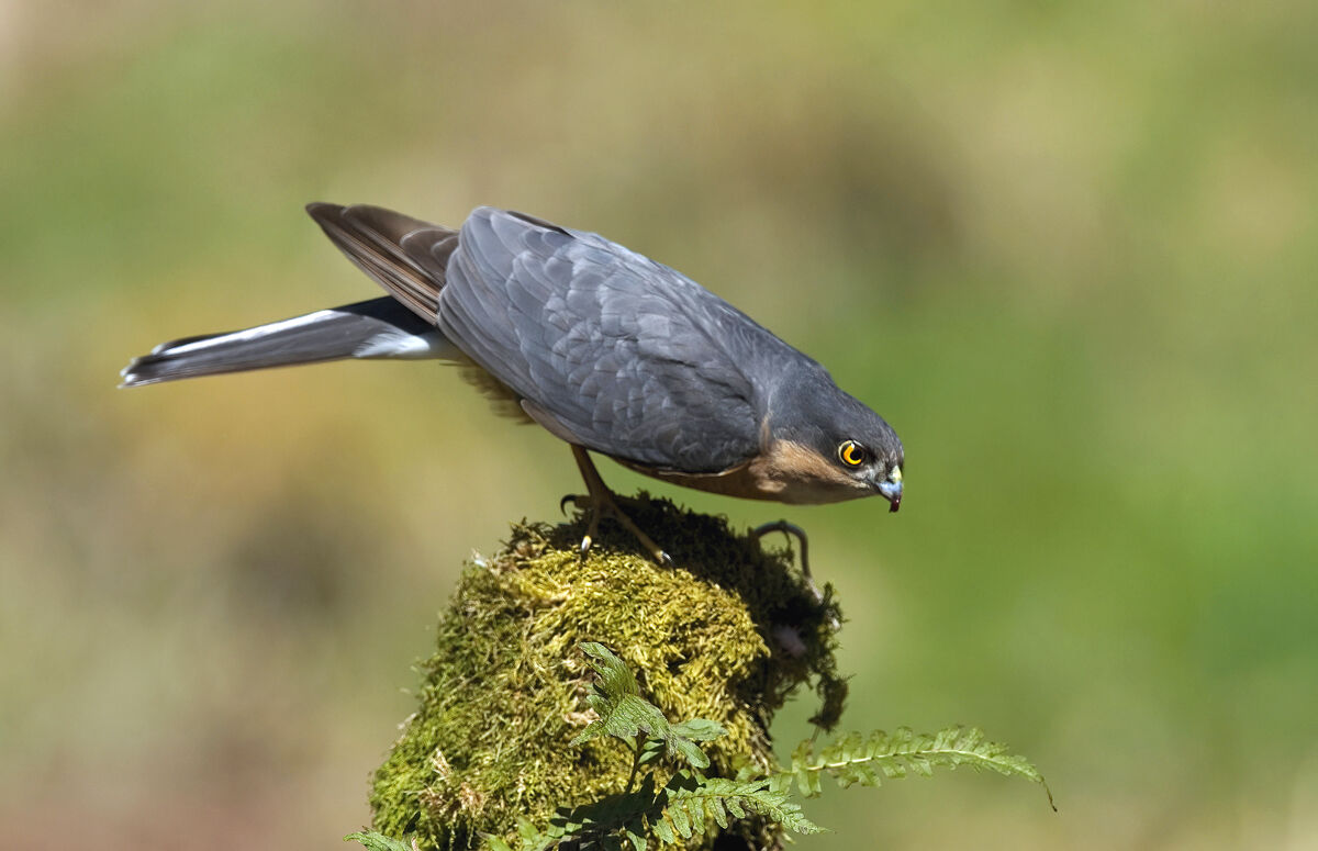 Sparrowhawk