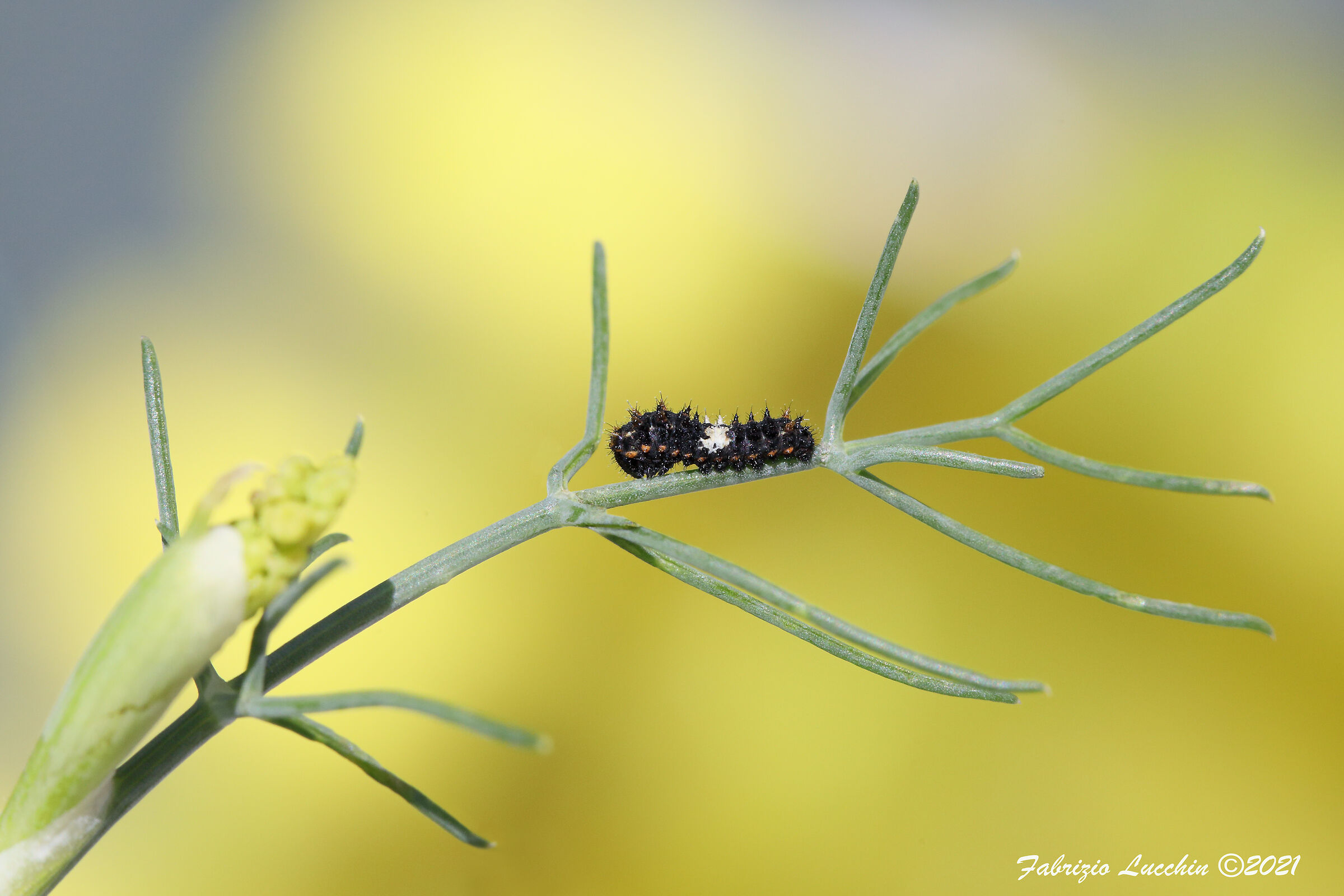 Bruco papilio machaon 1° stadio