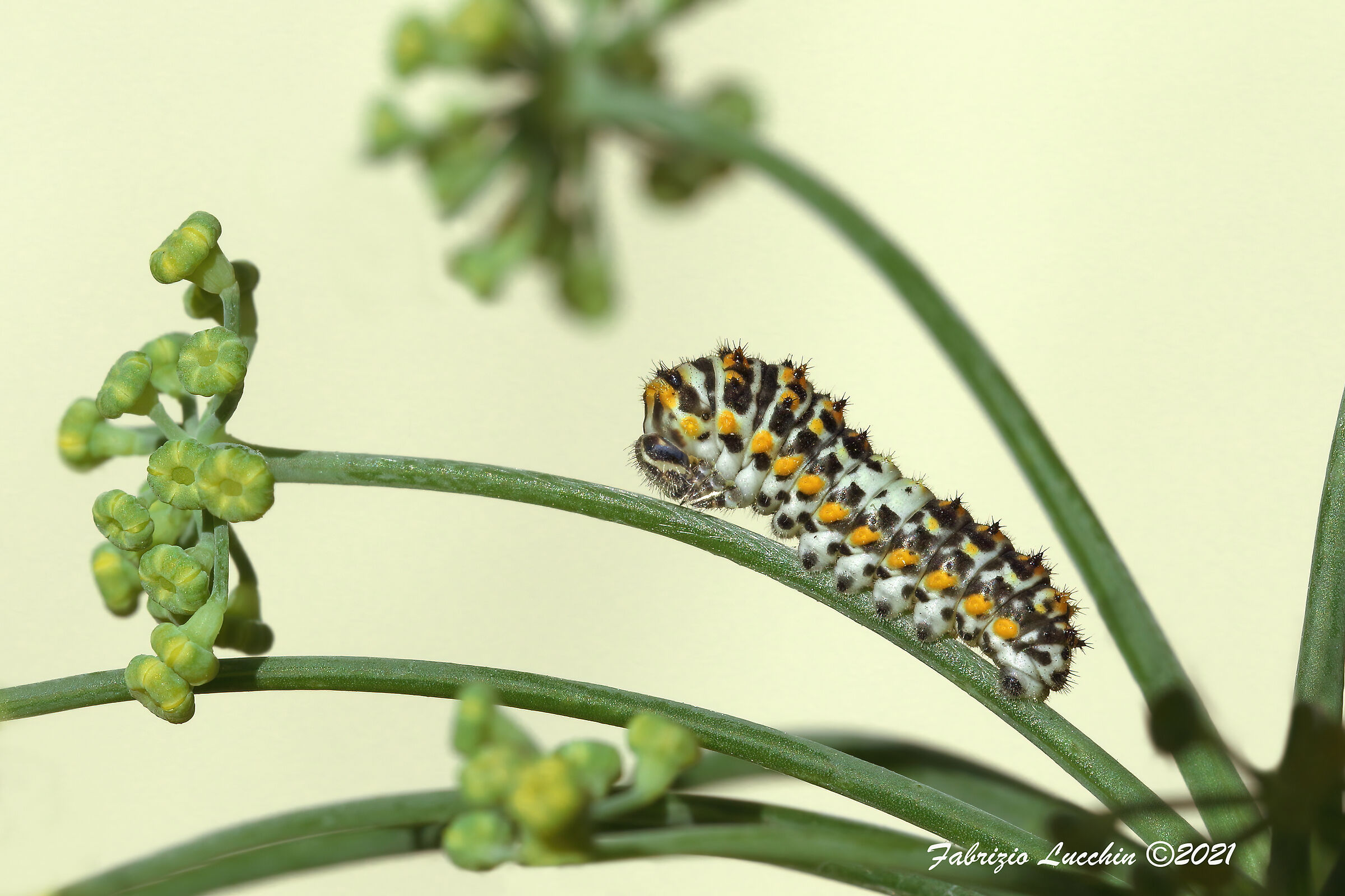 Bruco papilio machaon 2° stadio