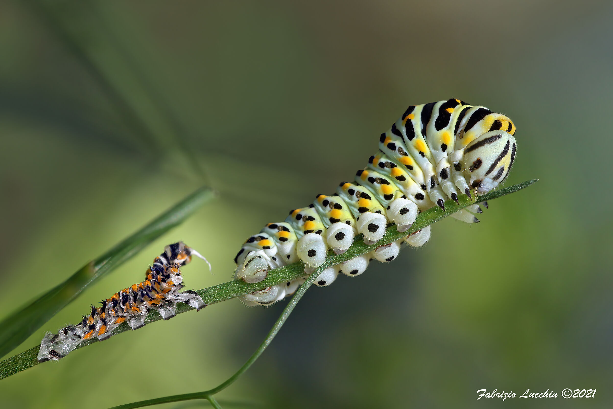 Bruco papilio machaon 3° stadio con esuvia