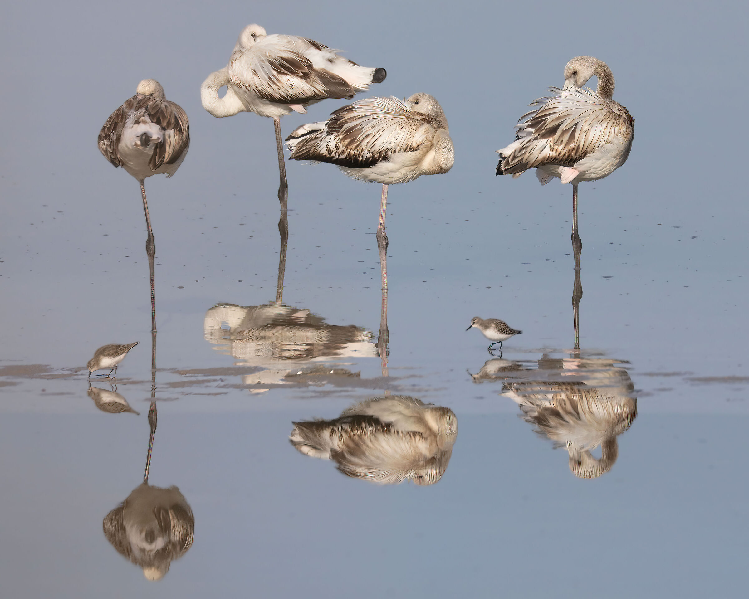 Relax young flamingos