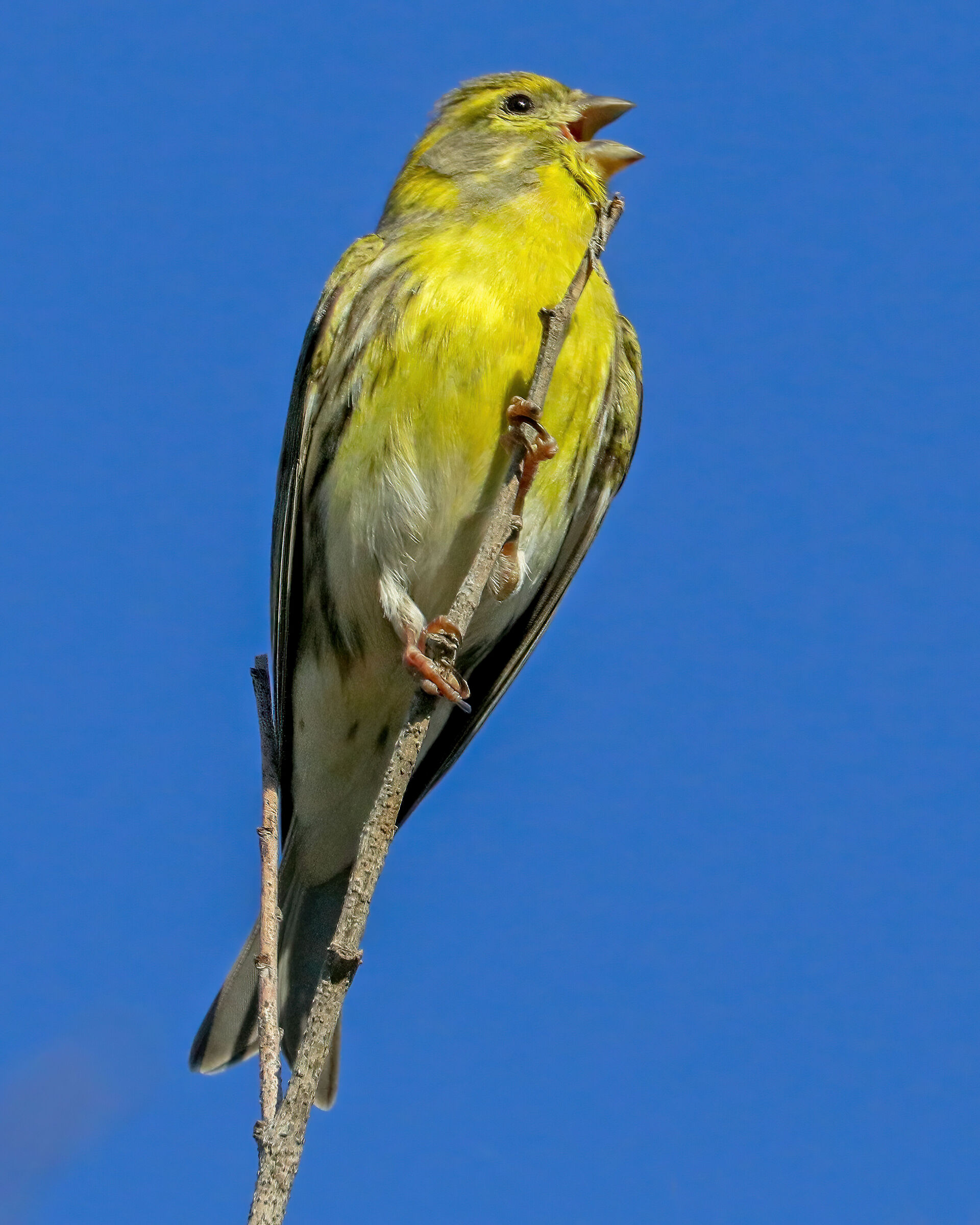 Verzellino (Verzellino)