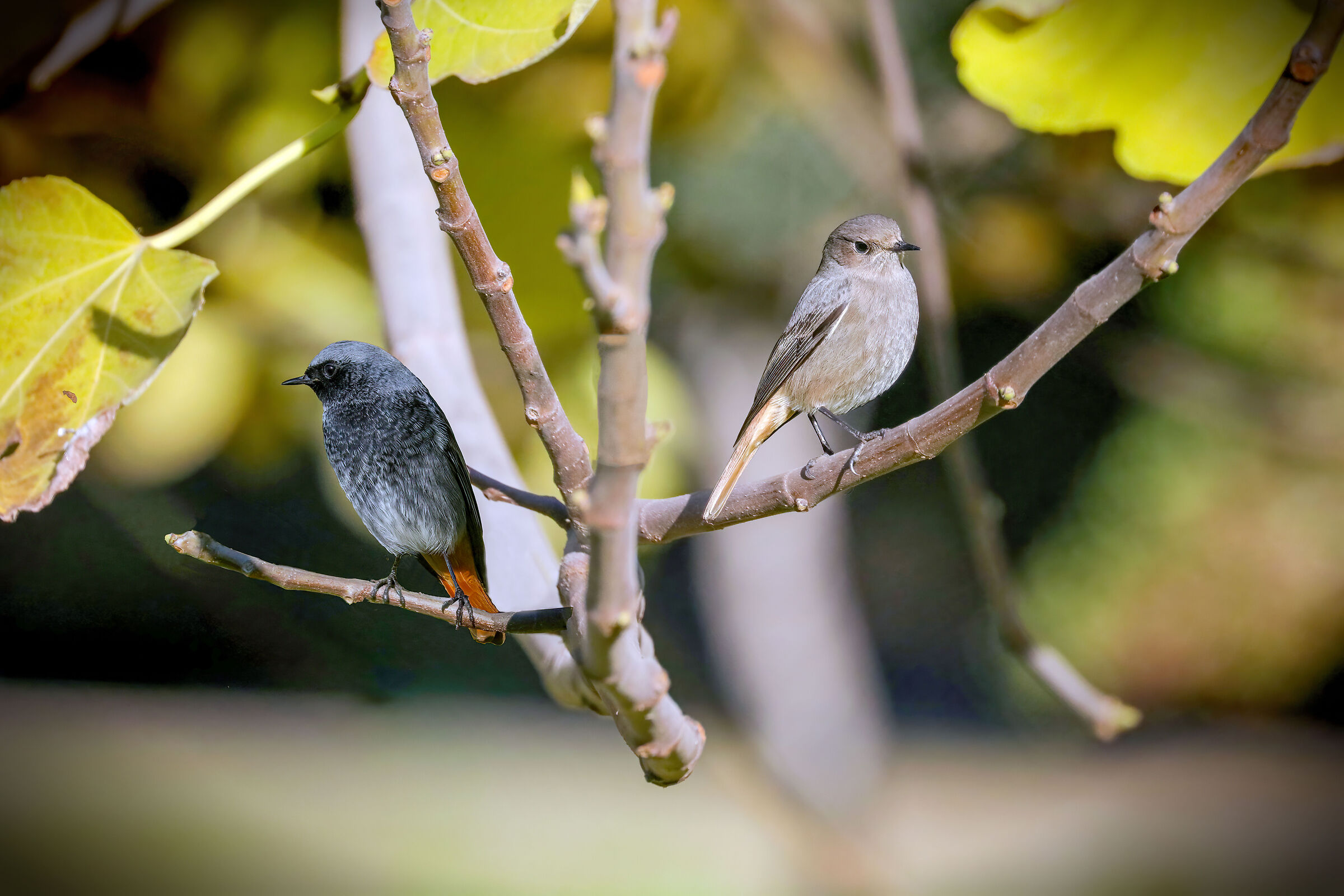 Pair of redstart chimney sweep