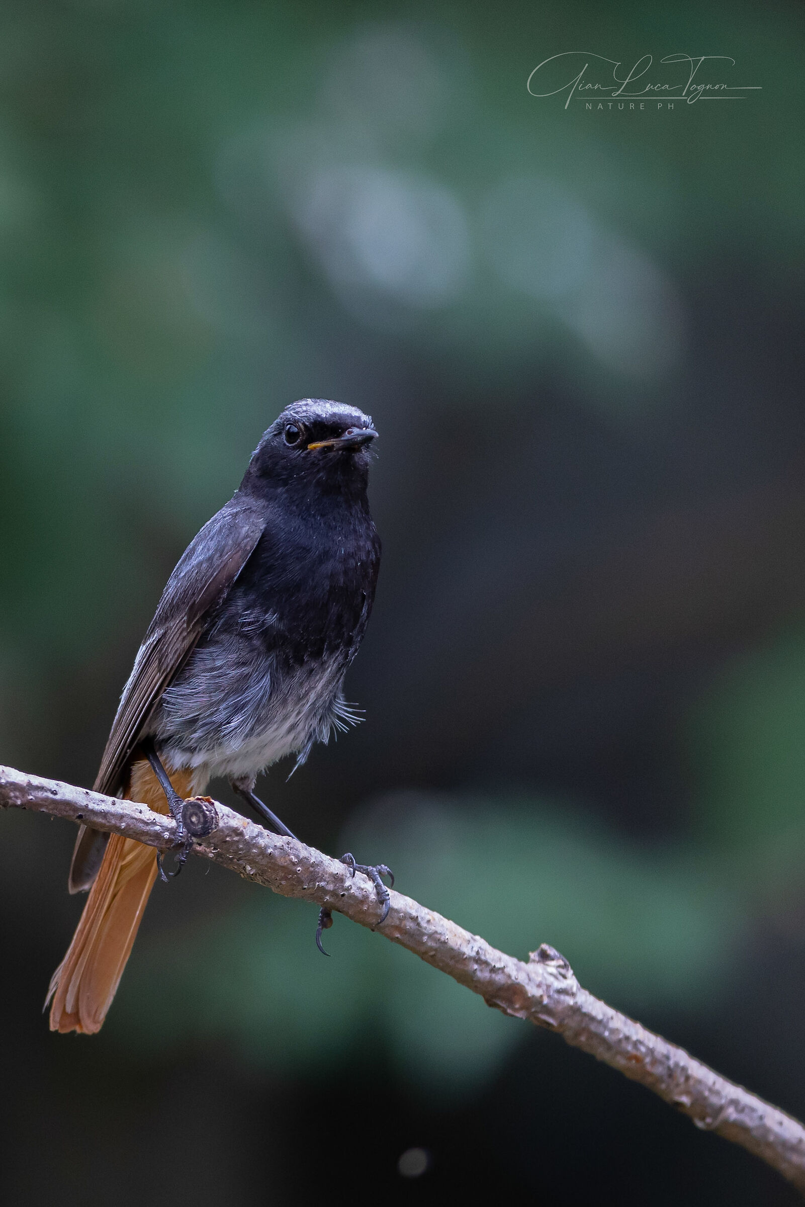 Elegantemente posato | elegantly posed
