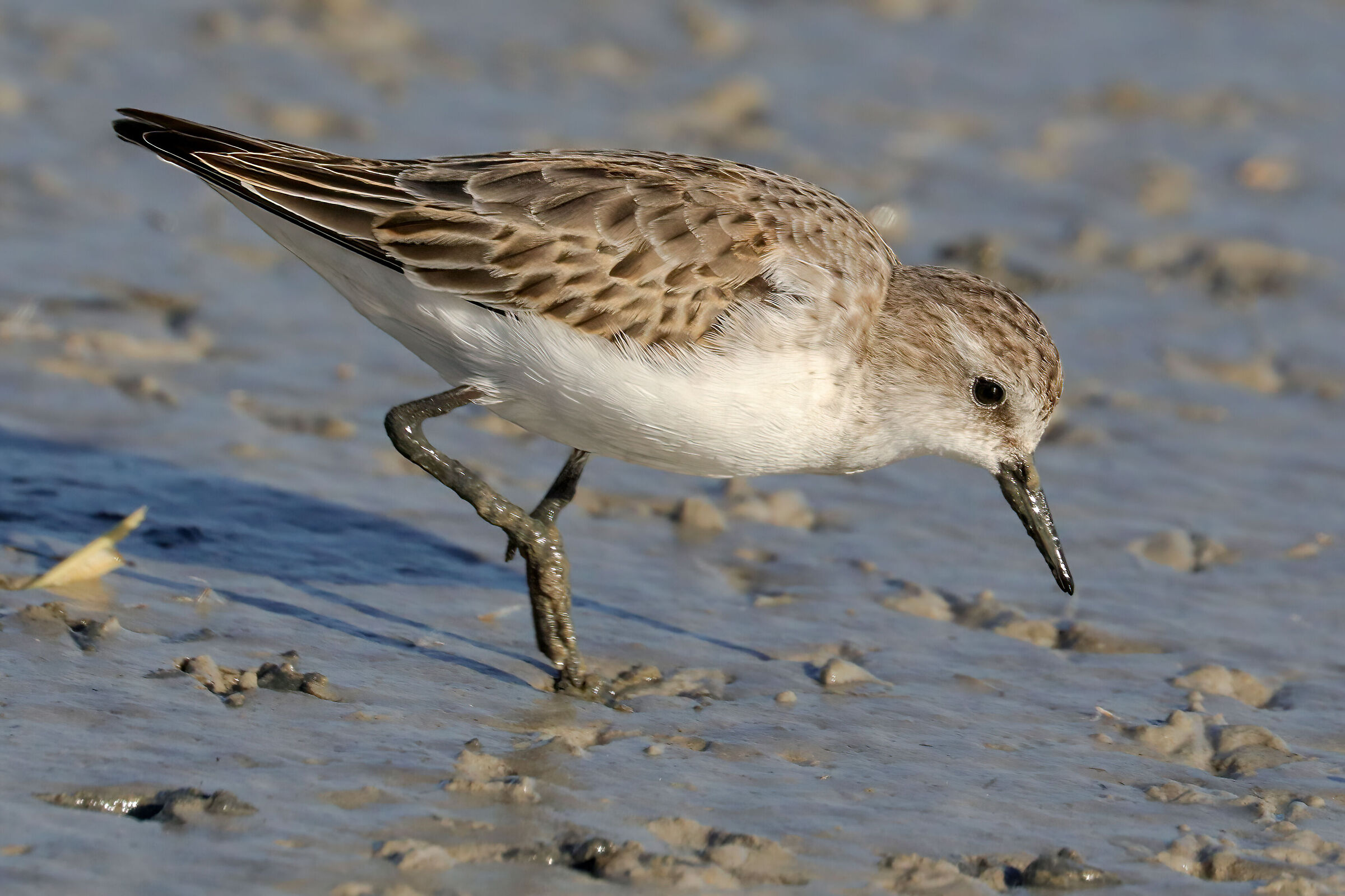 Curlew sandpiper