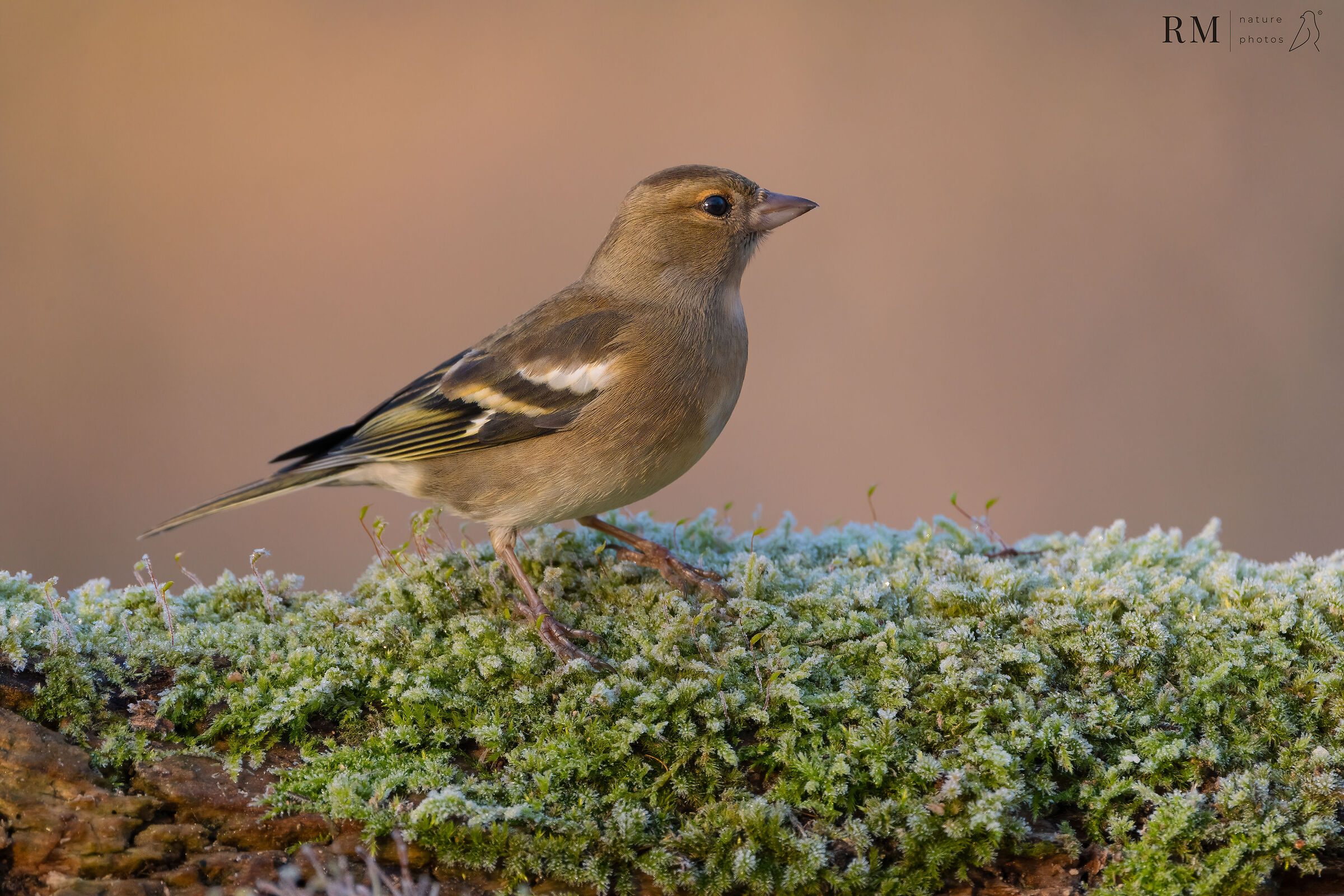 Chaffinch