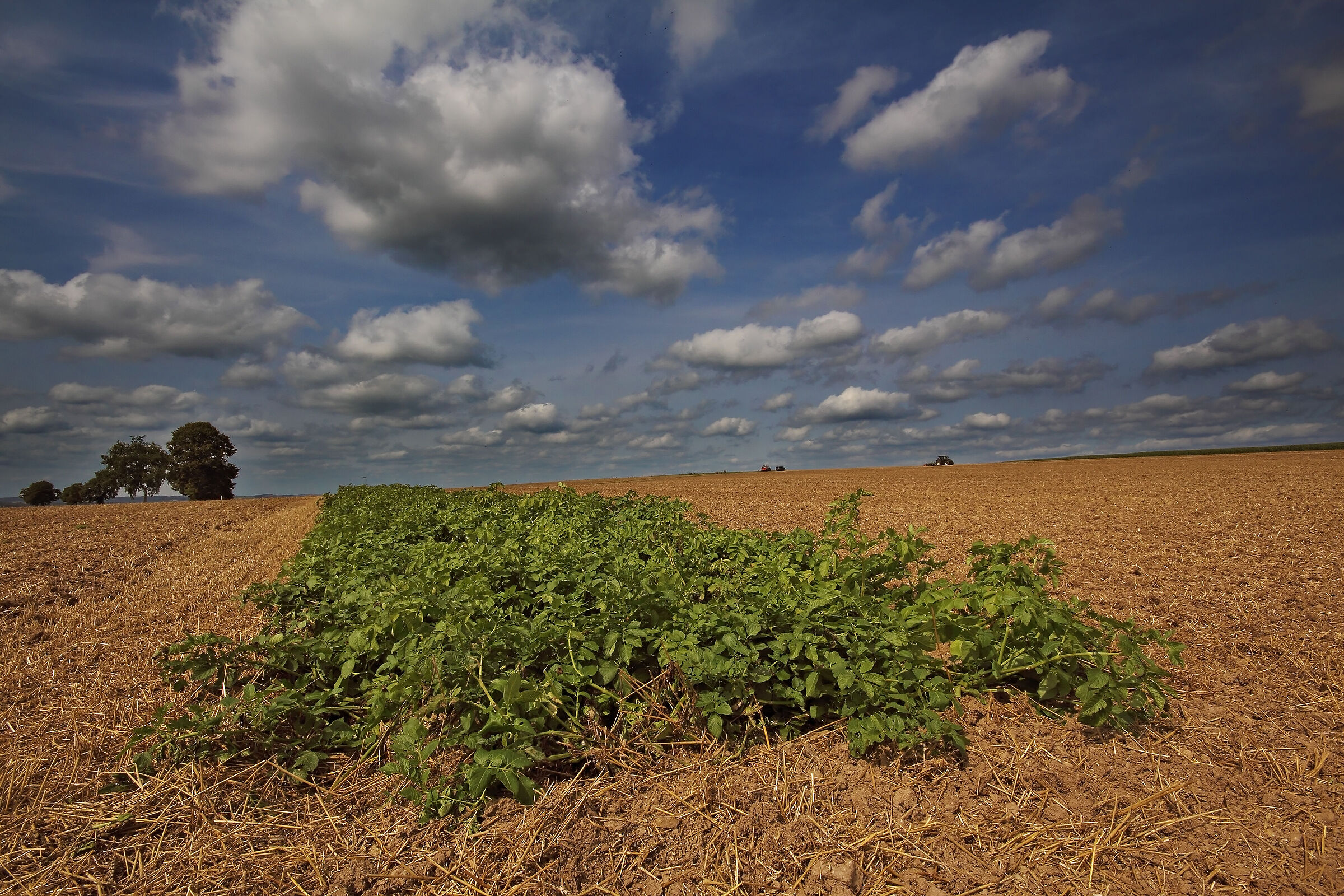 quel che rimane di un campo di patate...