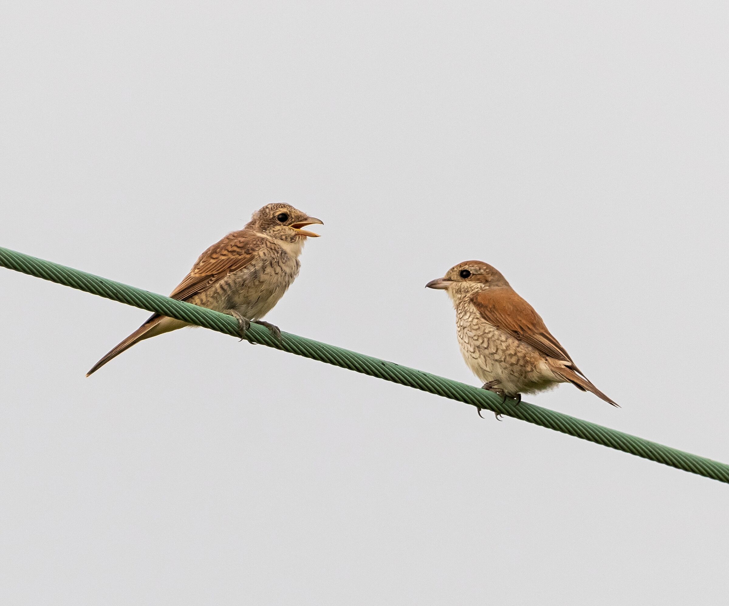 2 Averla Tigrata on electric cable 7/08/2021