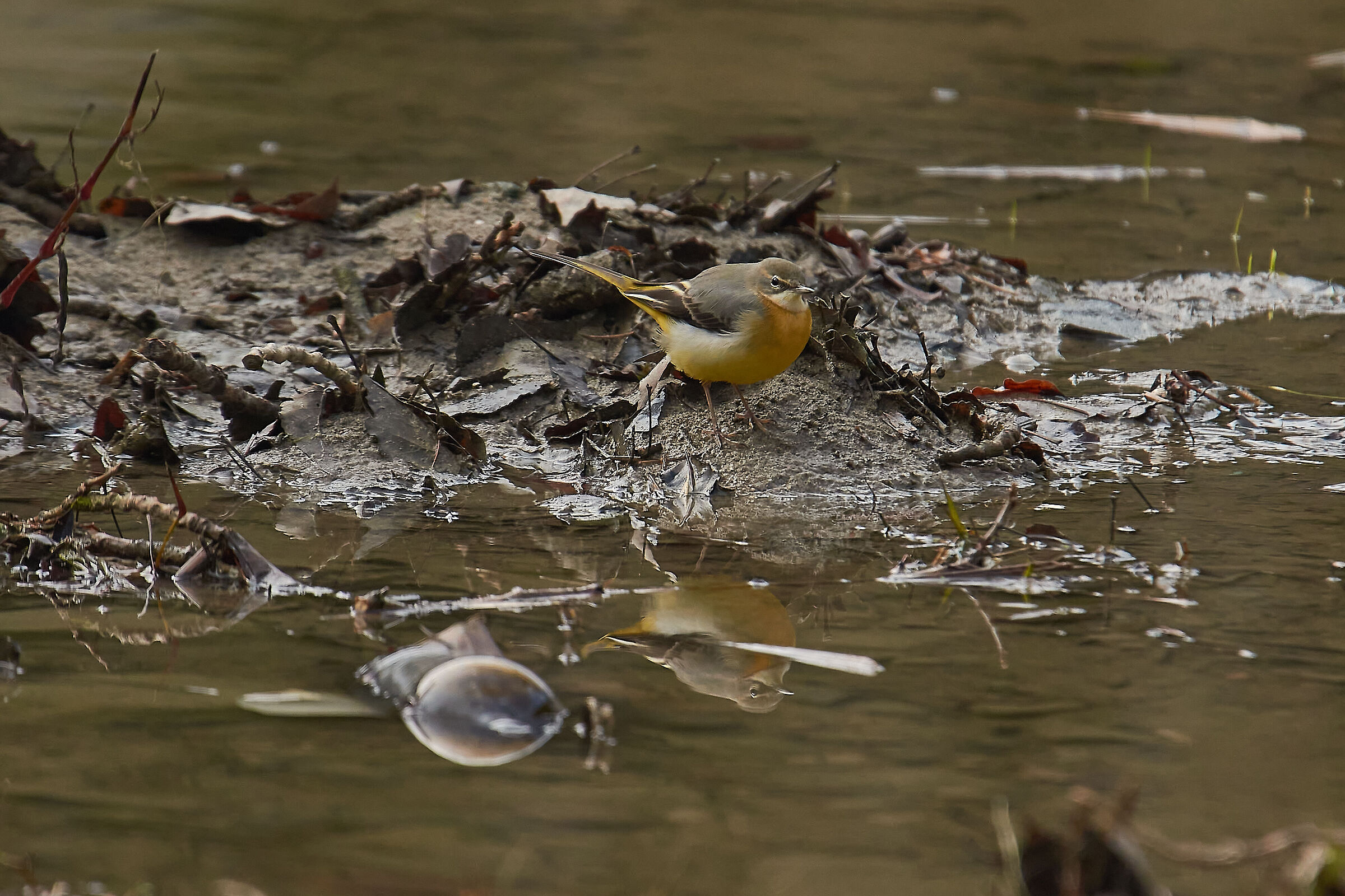 Grey wagtail