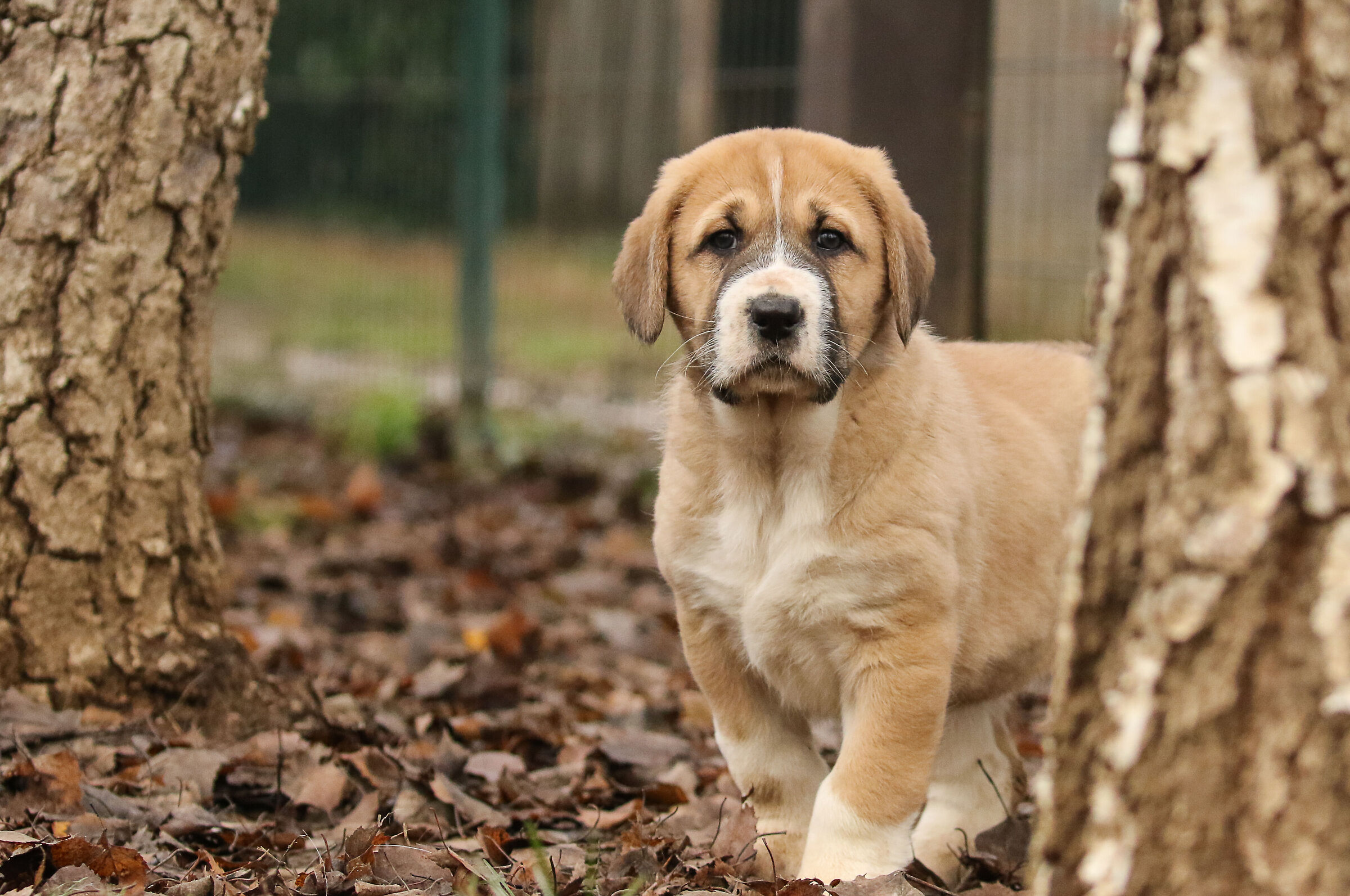 Puppy Central Asian Shepherd Dog