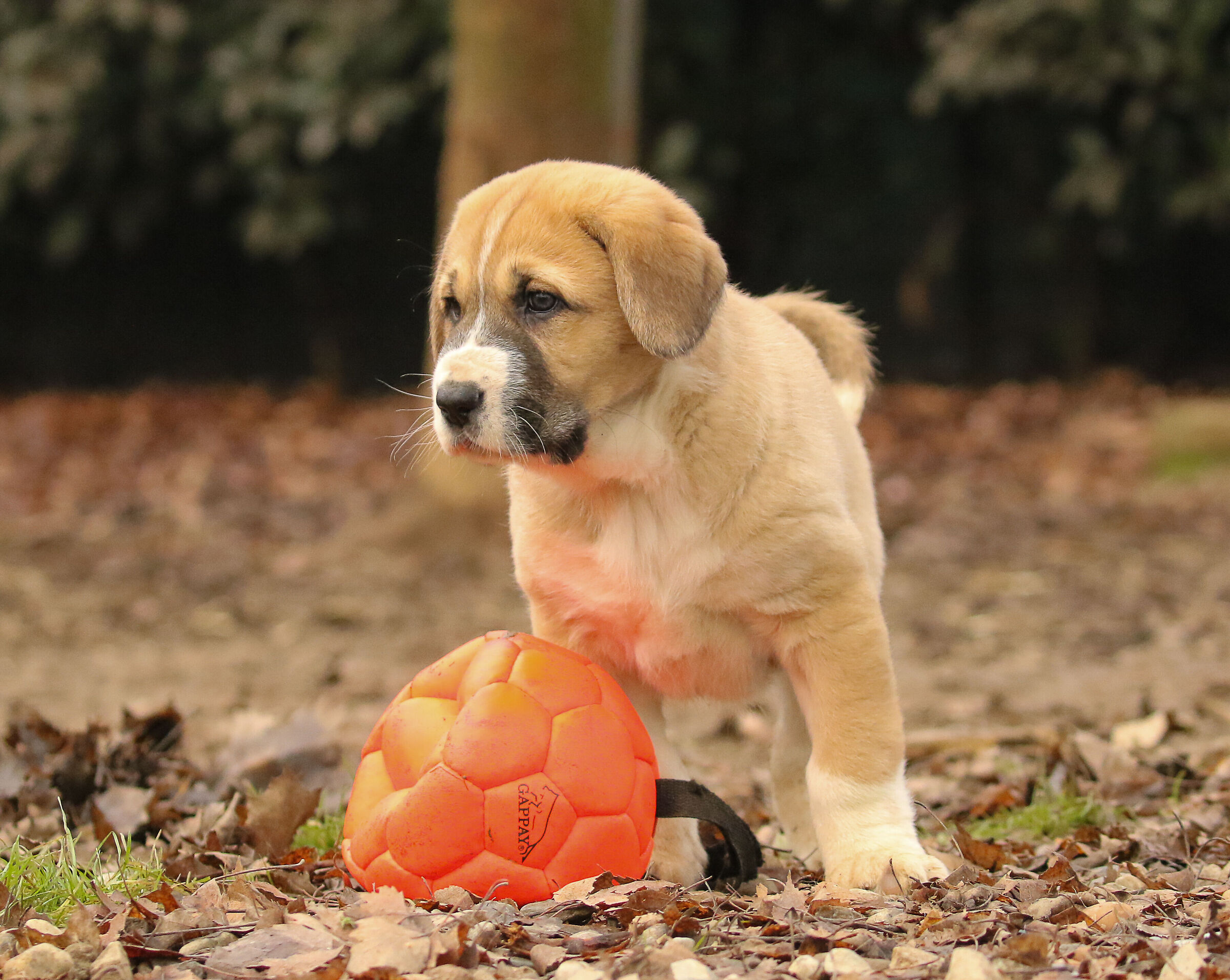 Puppy Central Asian Shepherd Dog