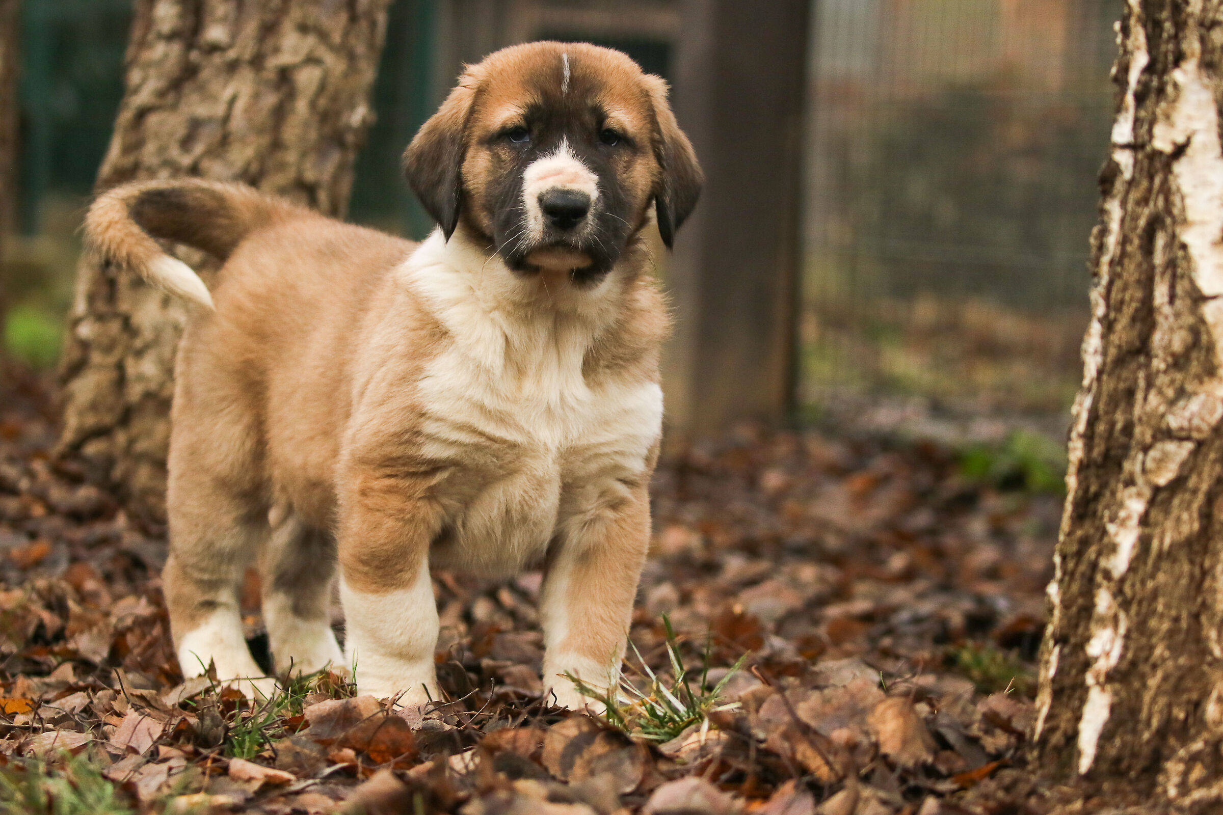 Puppy Central Asian Shepherd Dog