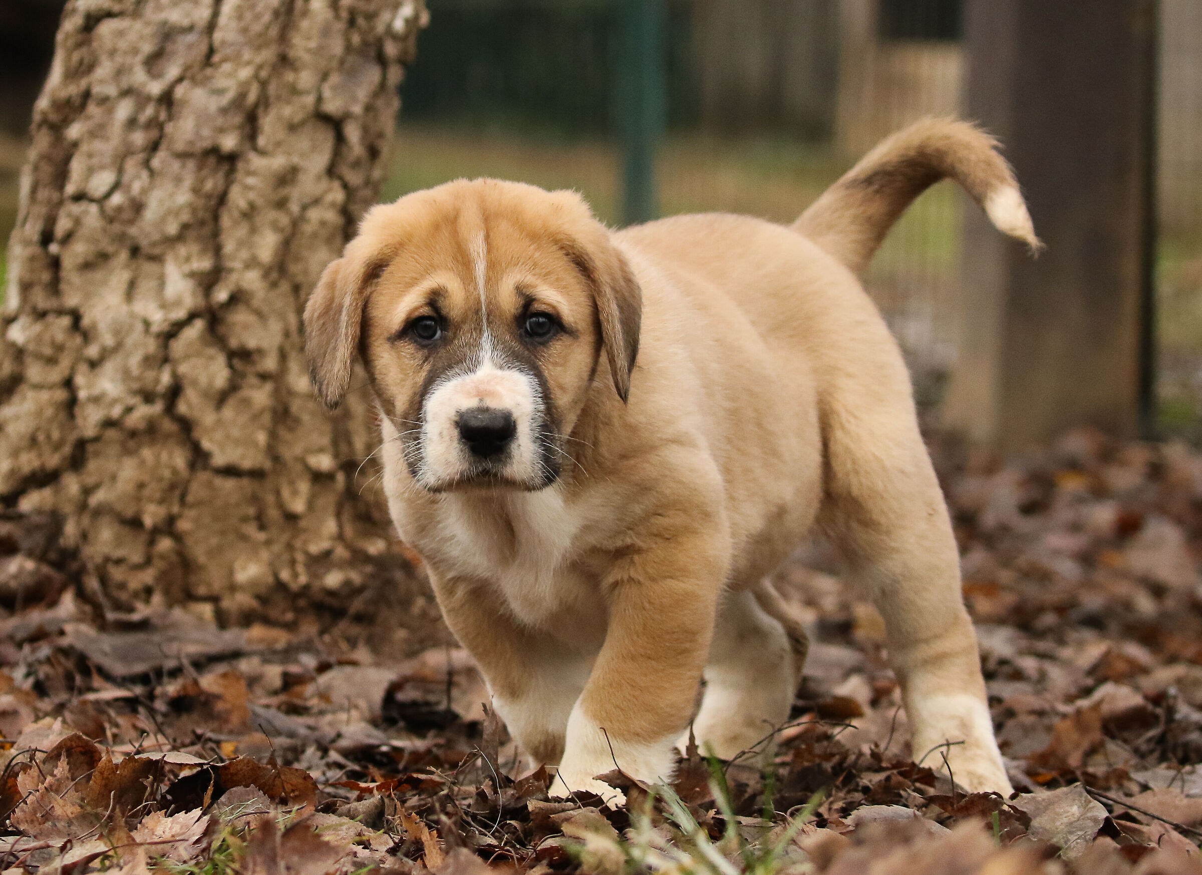Puppy Central Asian Shepherd Dog