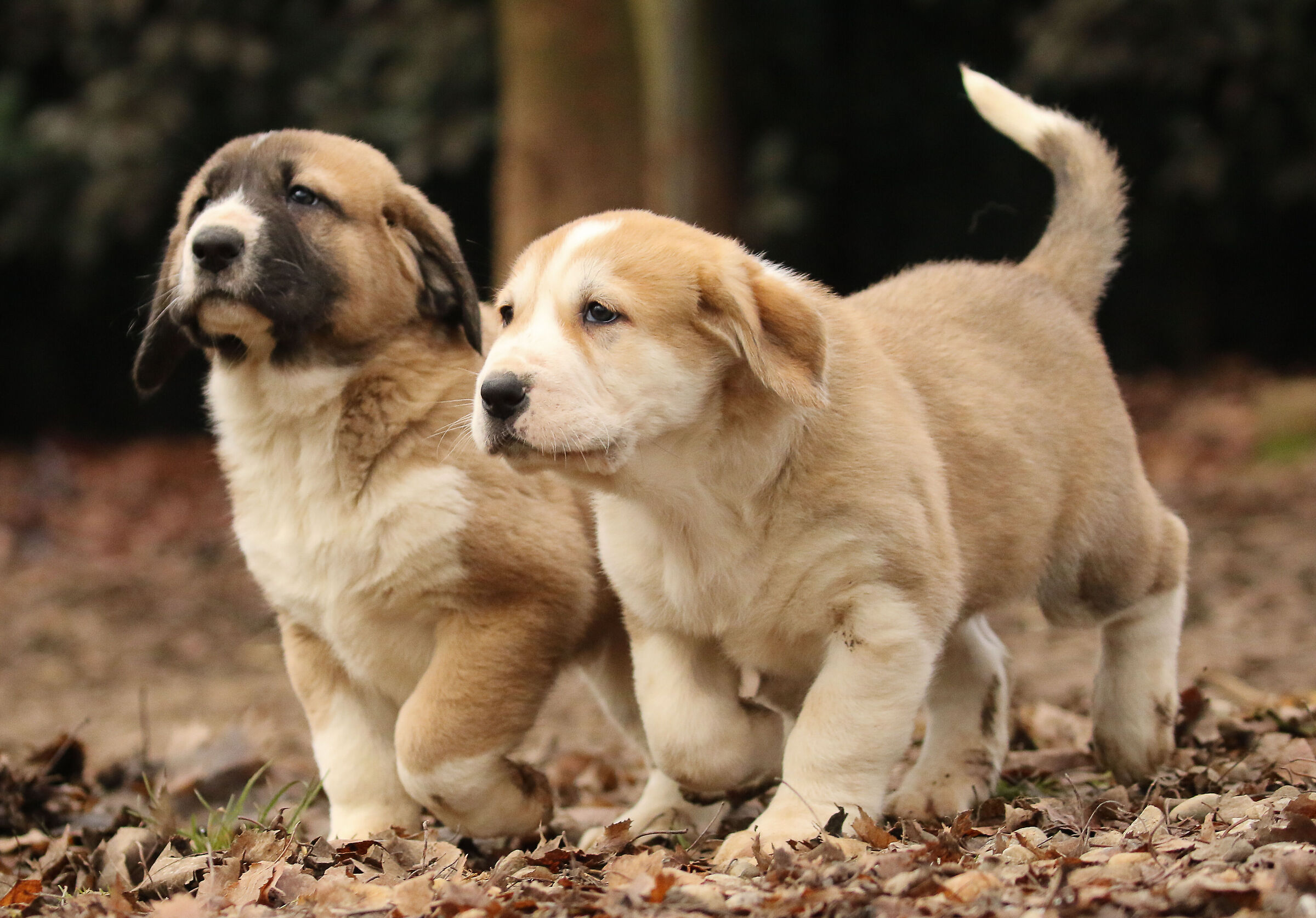 Puppy Central Asian Shepherd Dog