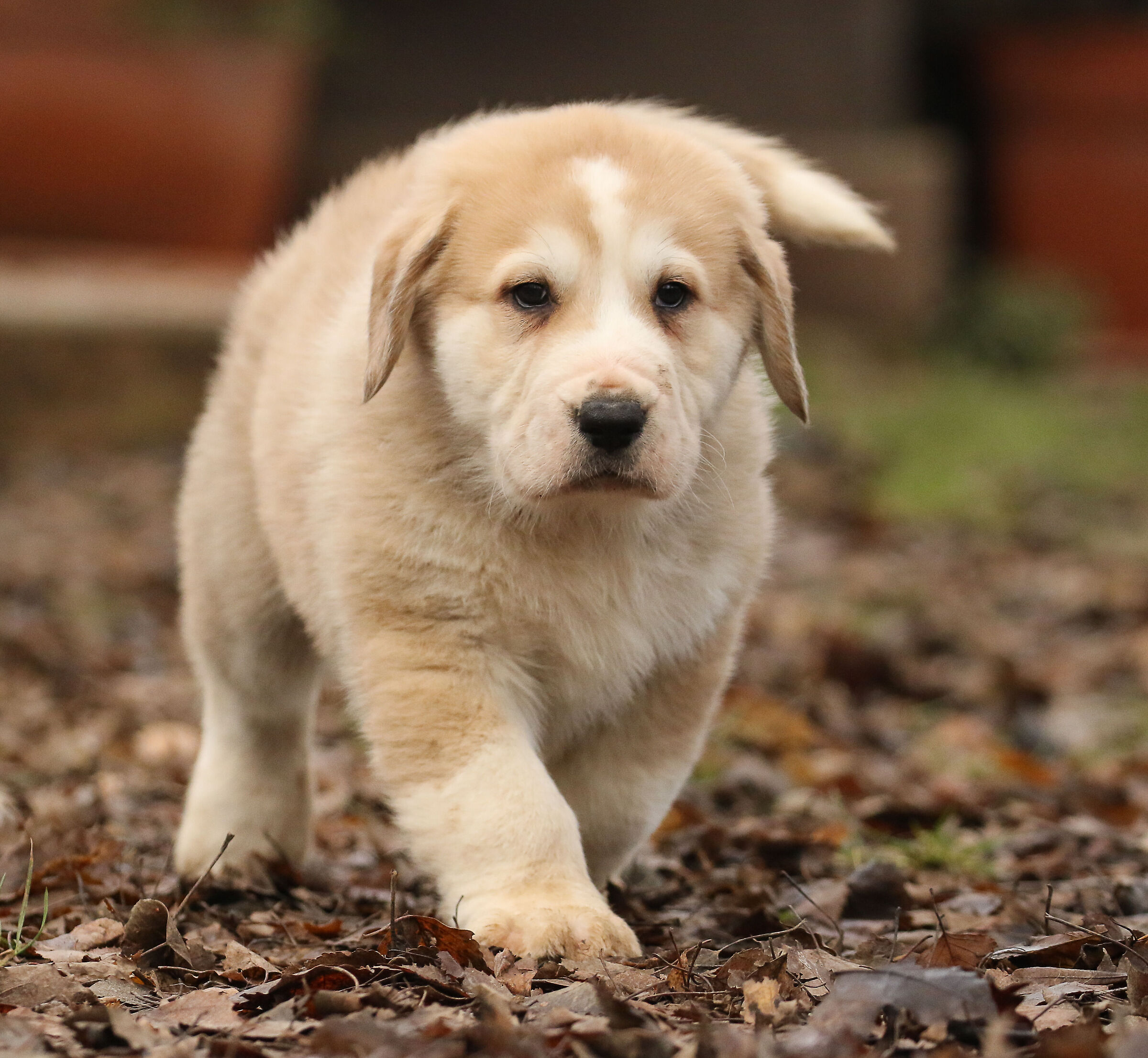 Puppy Central Asian Shepherd Dog