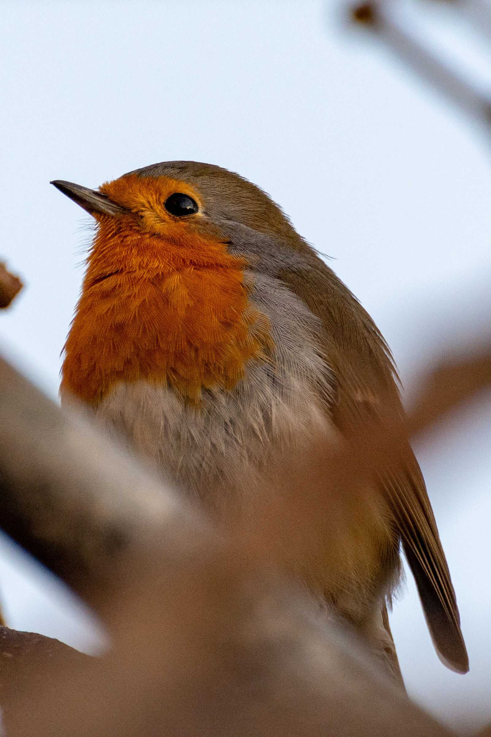 Robin