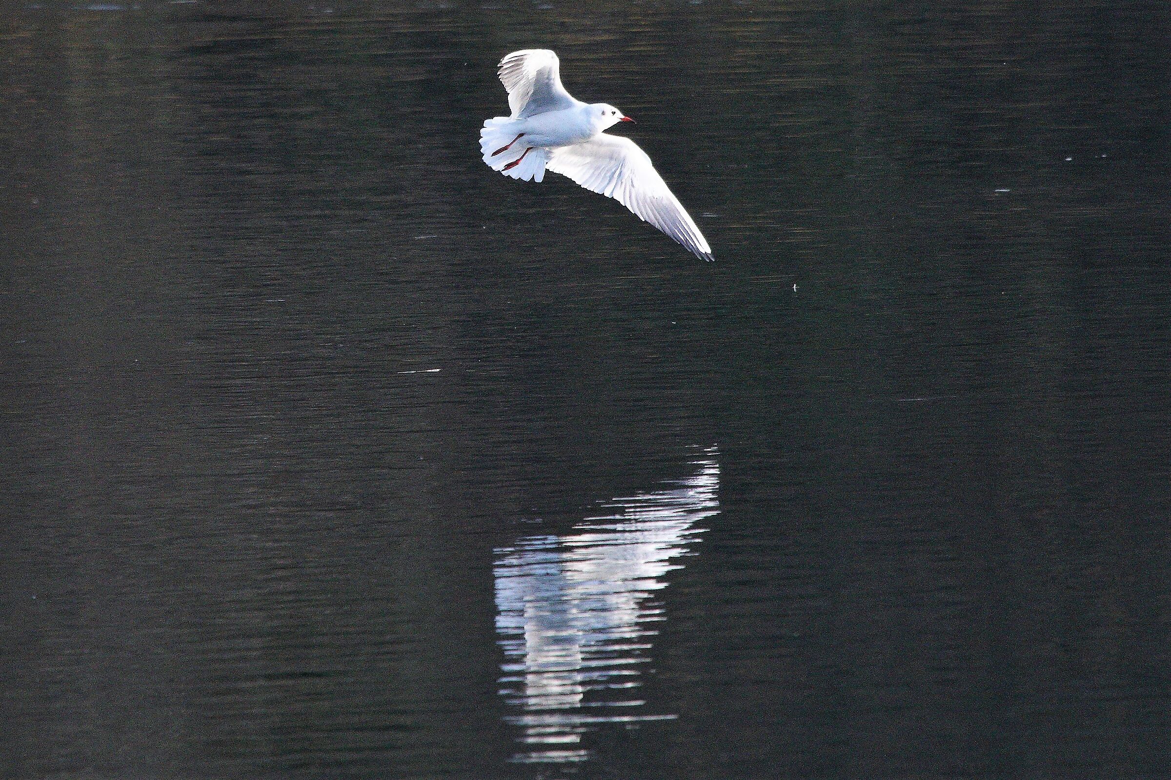 Land gull