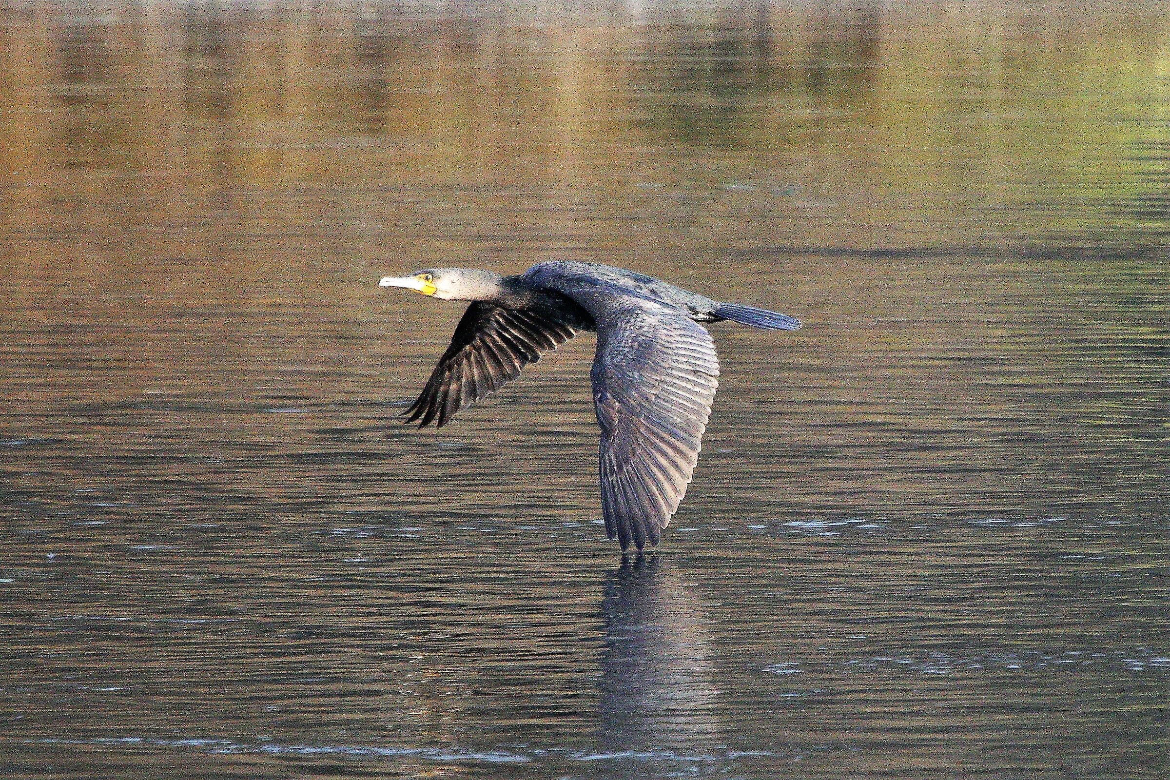 Cormorant