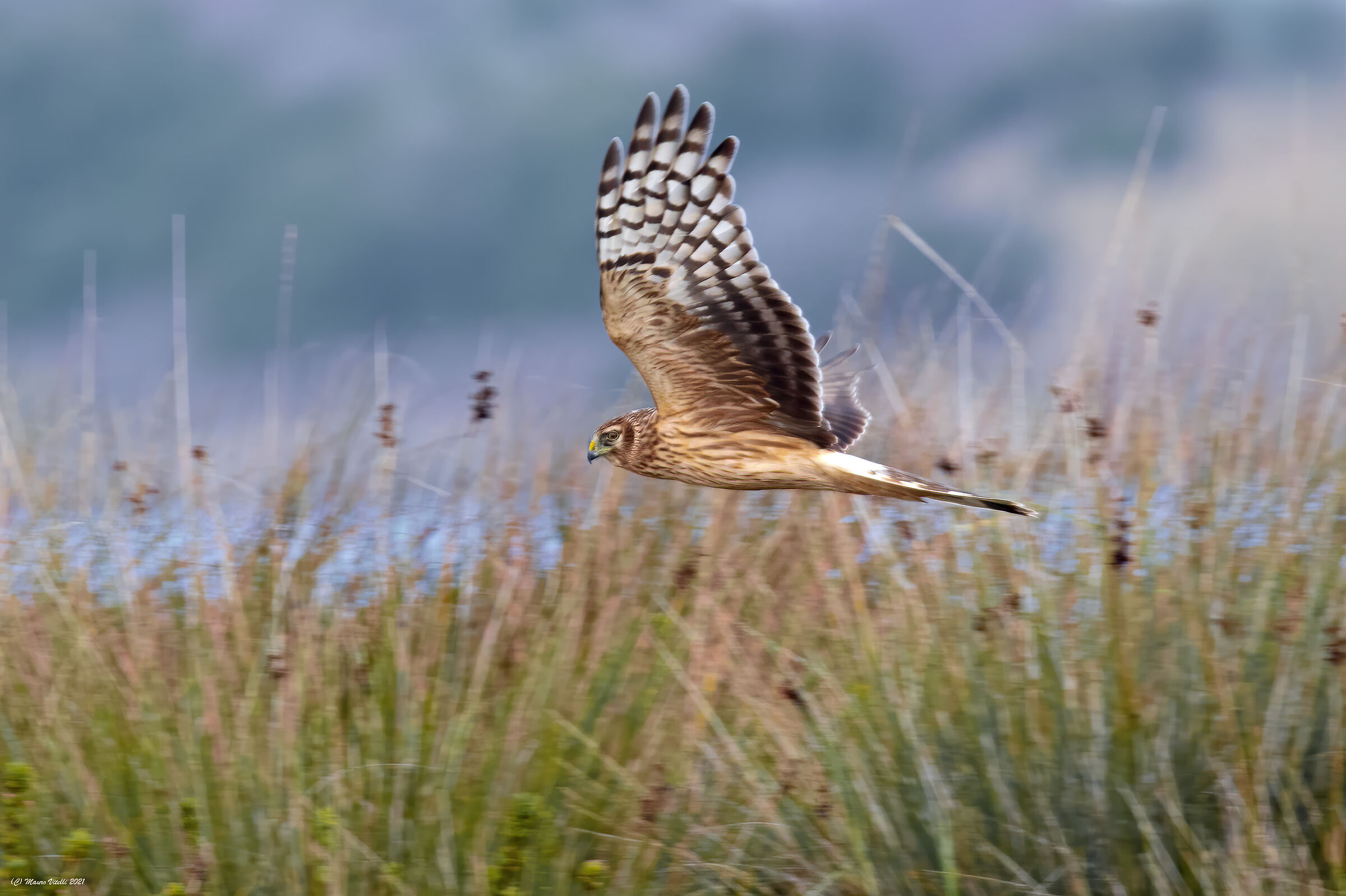 Harrier (Circus cyaneus)