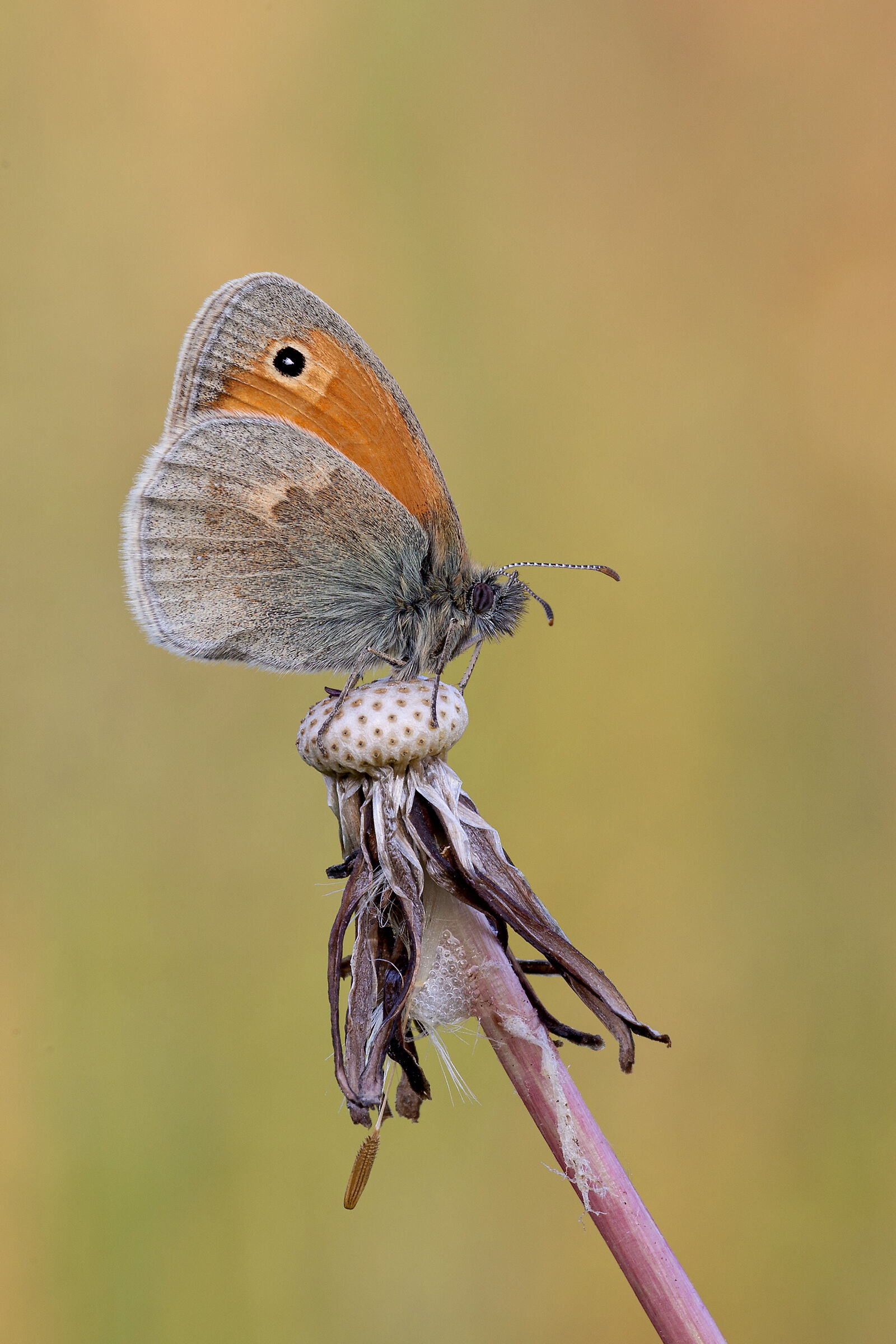 Coenonympha pamphilus