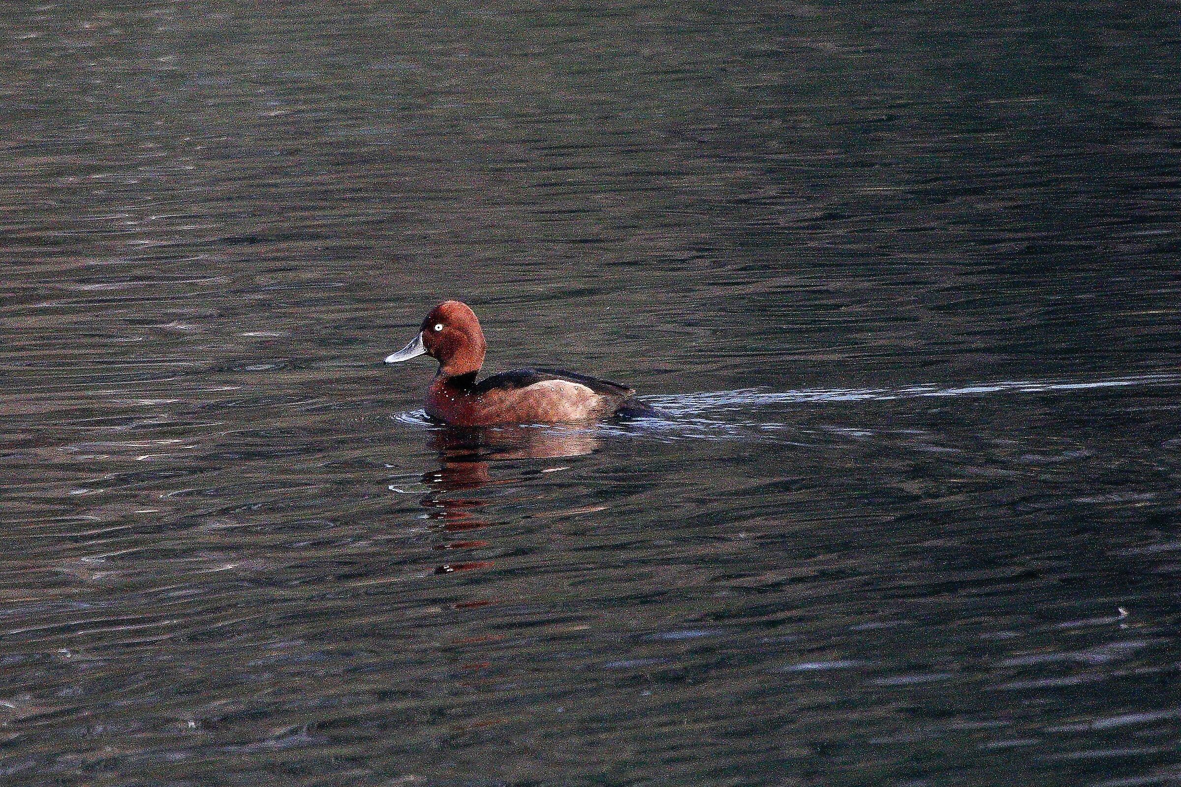 ferruginous duck