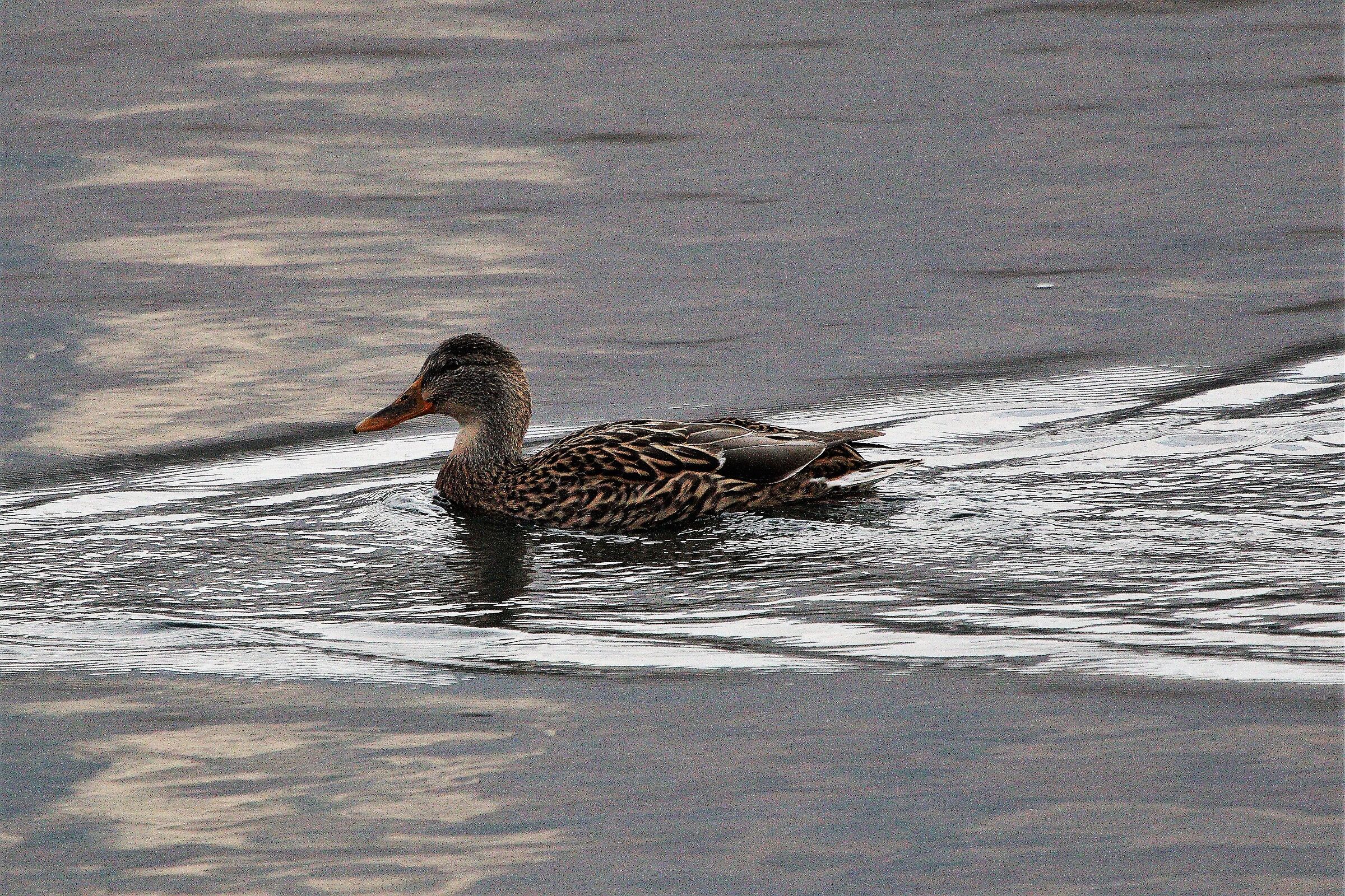 mallard female