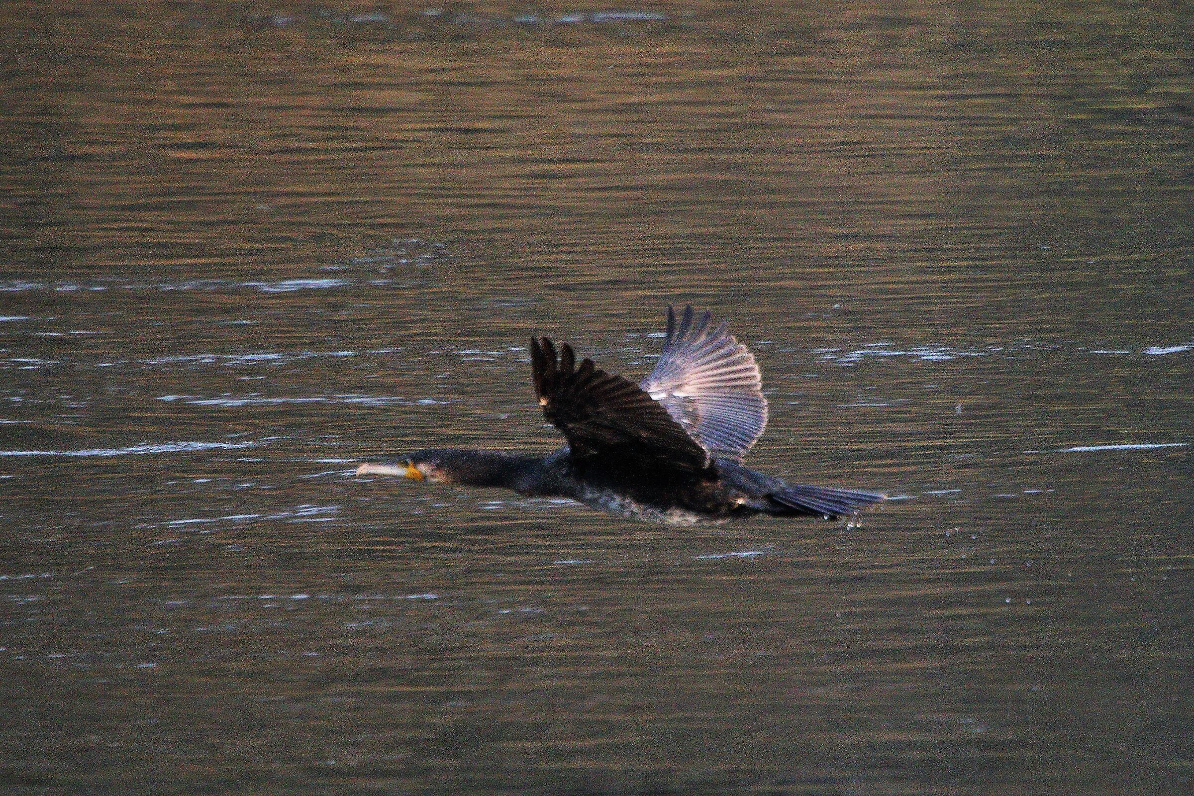 Cormorant