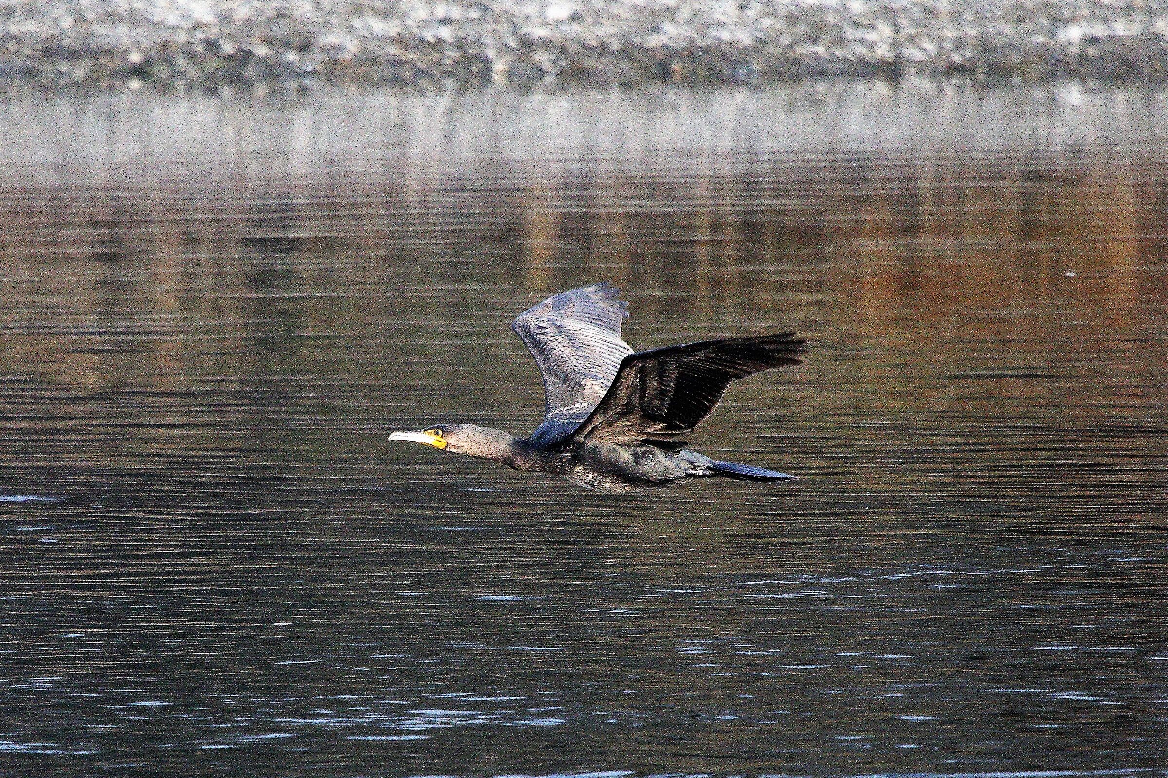 Cormorant
