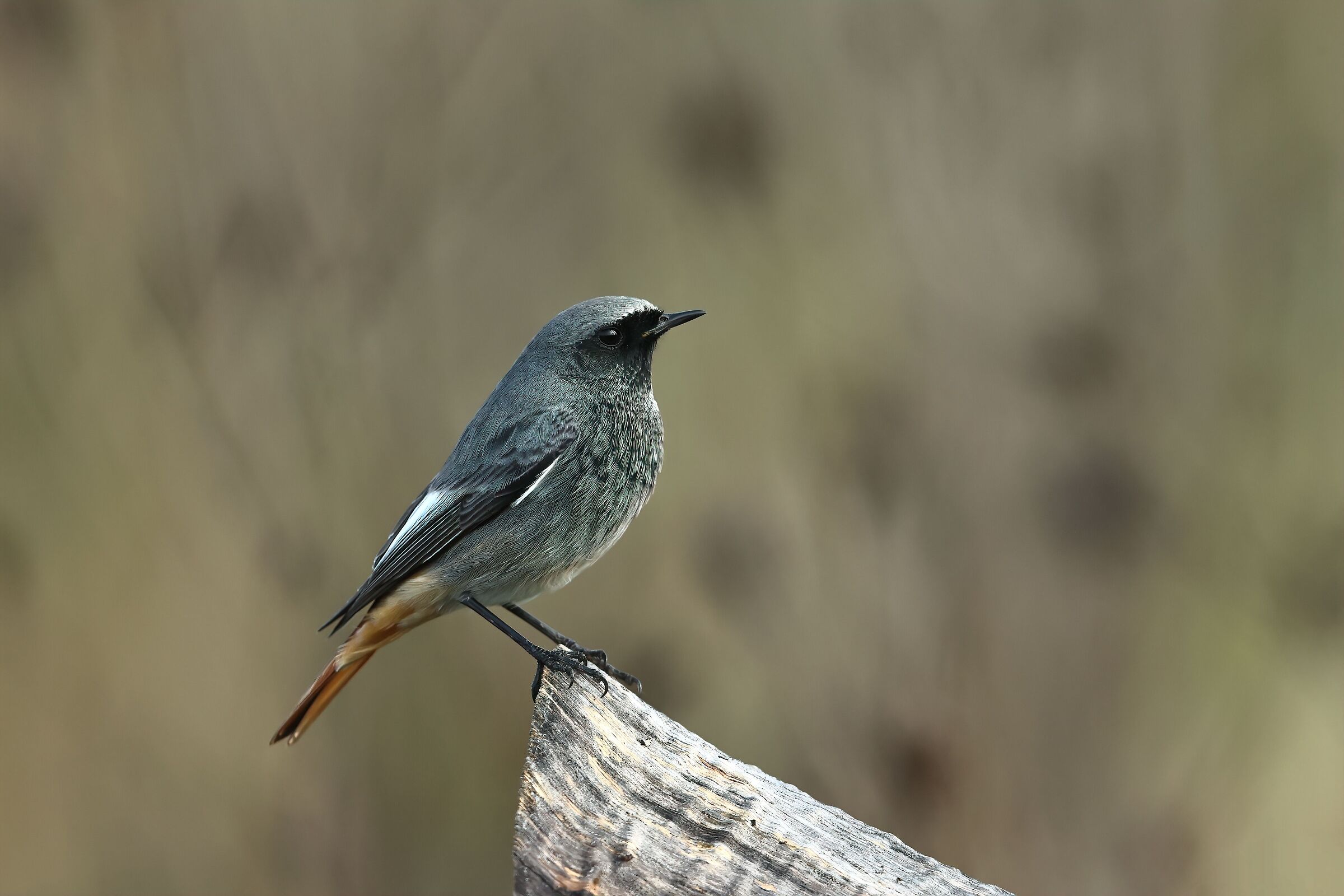 redstart chimney sweep m.