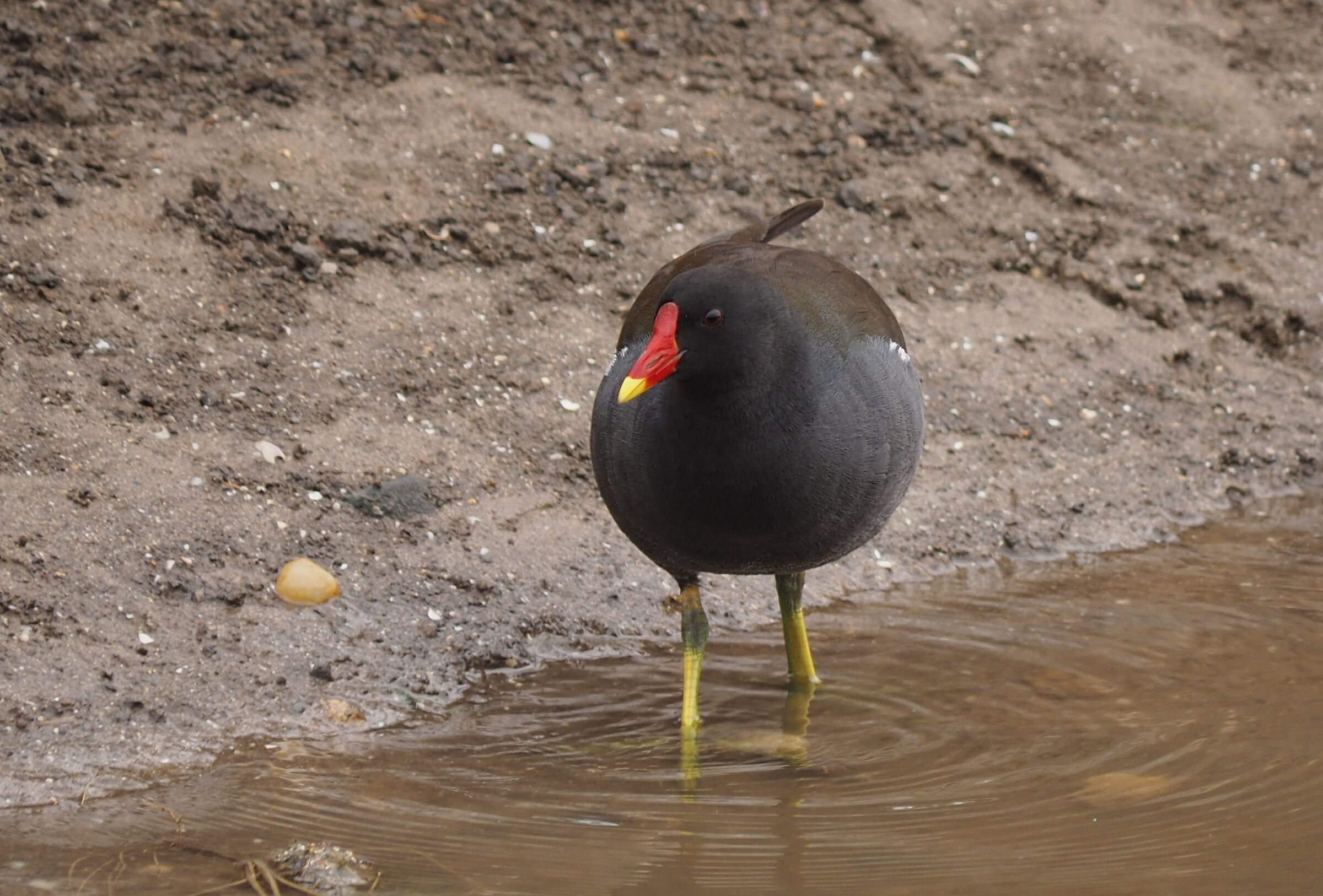 Moorhen