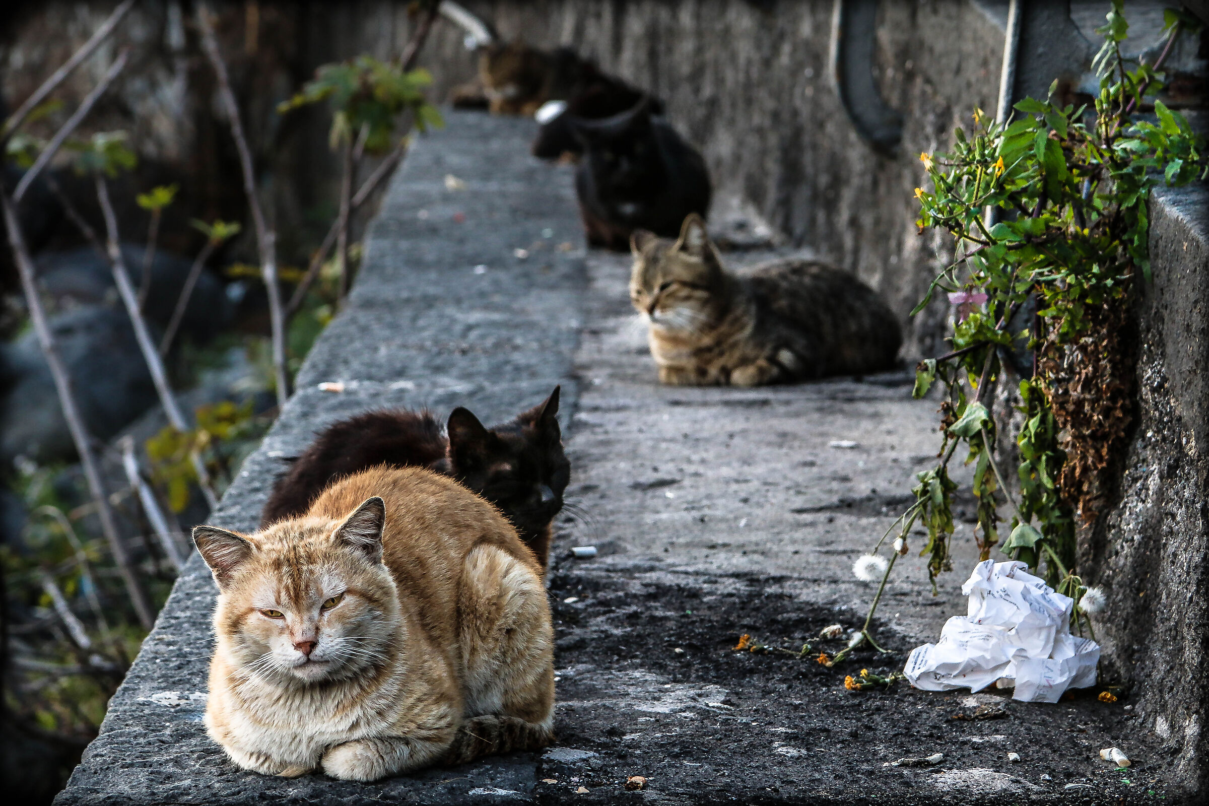 44 gatti in fila per 6 col resto di due