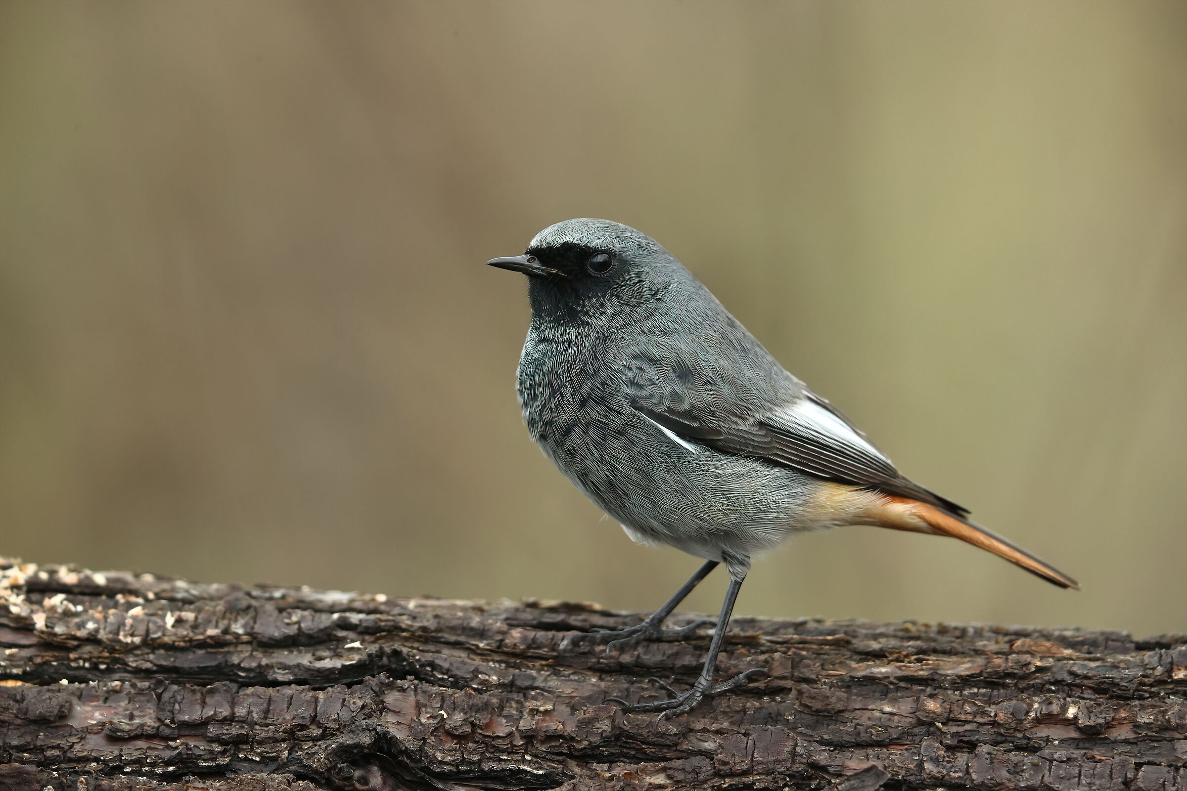 redstart chimney sweep m.