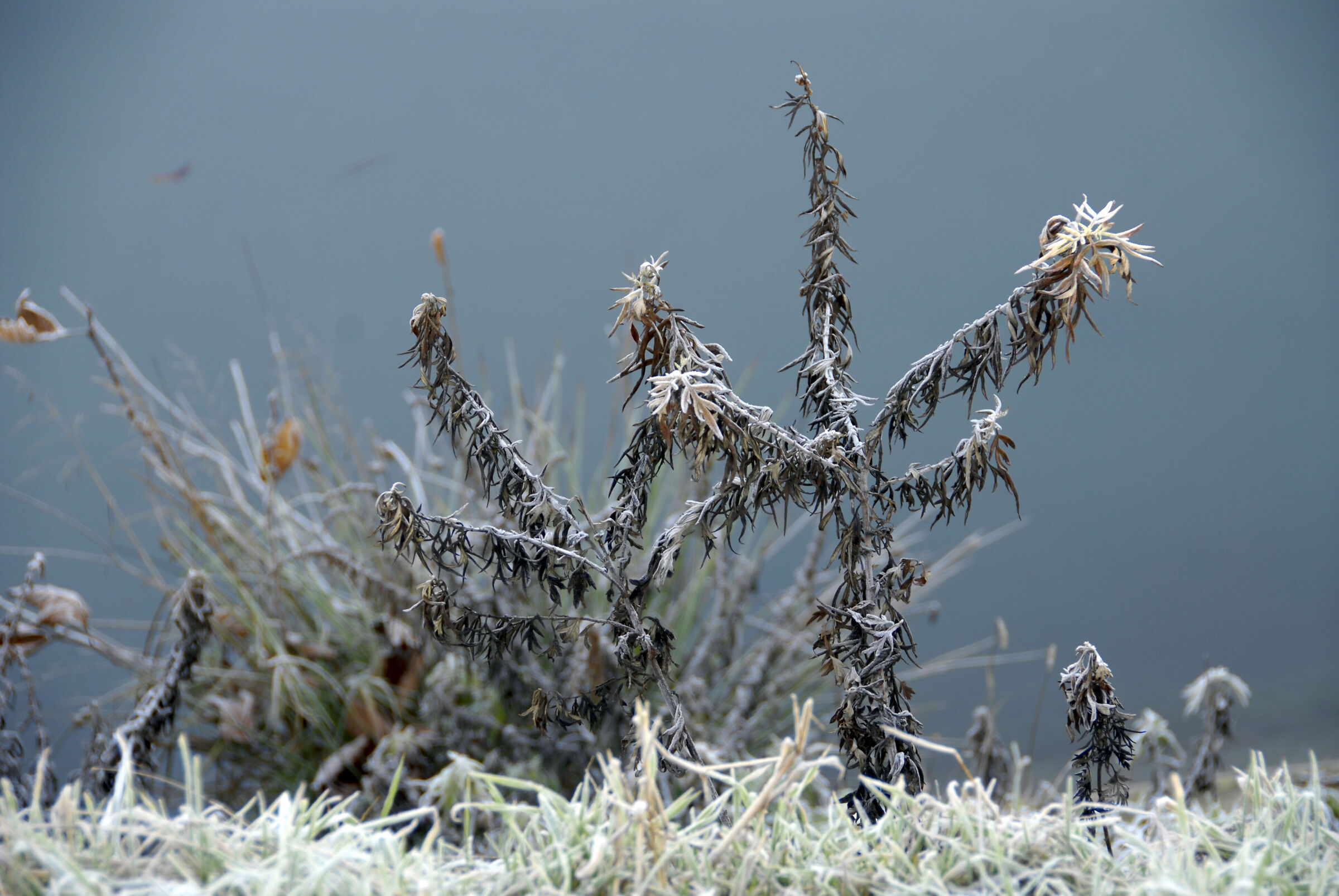 Frost